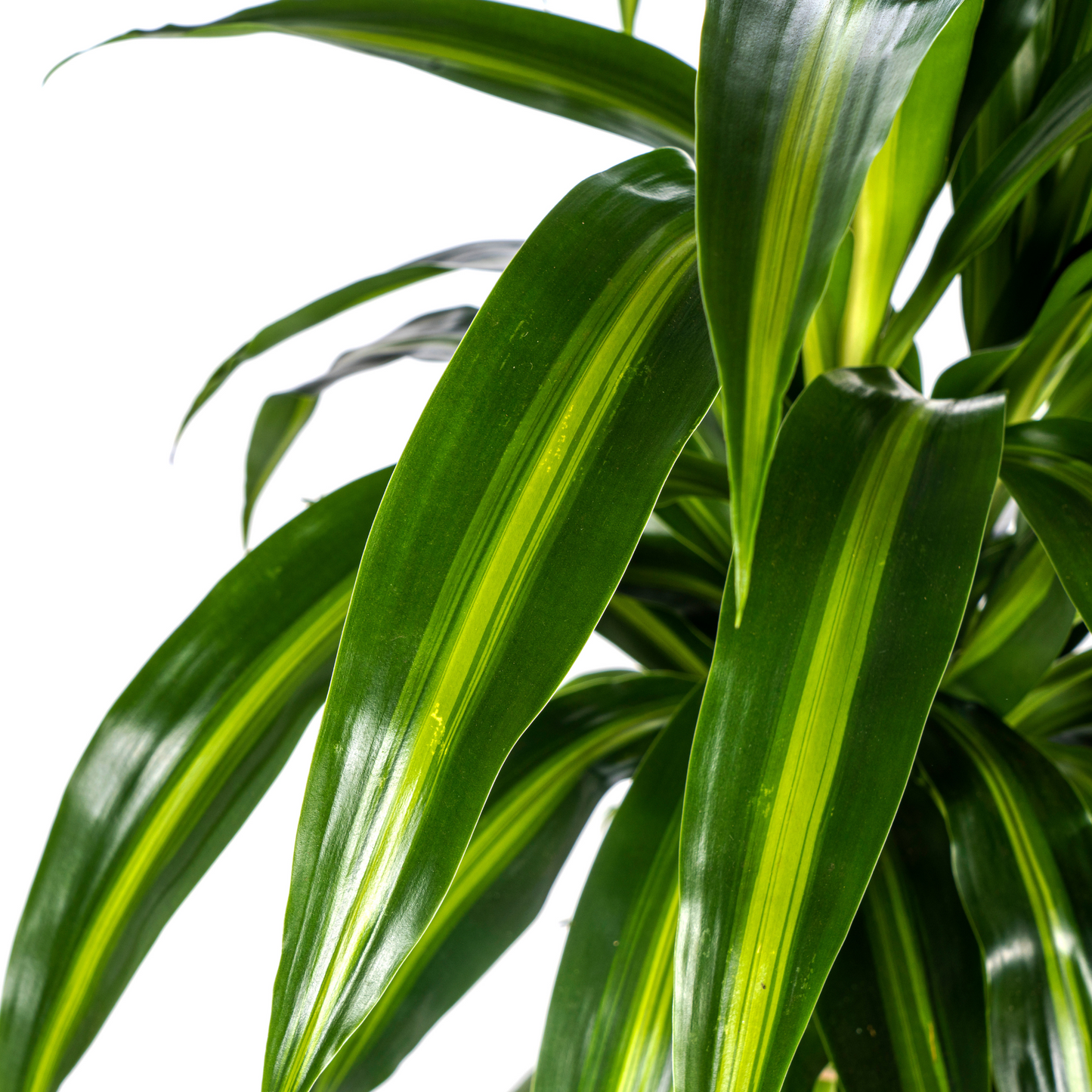 Dracaena Deremensis Hawaiian Sunshine Ø21cm - Pflanzfix24