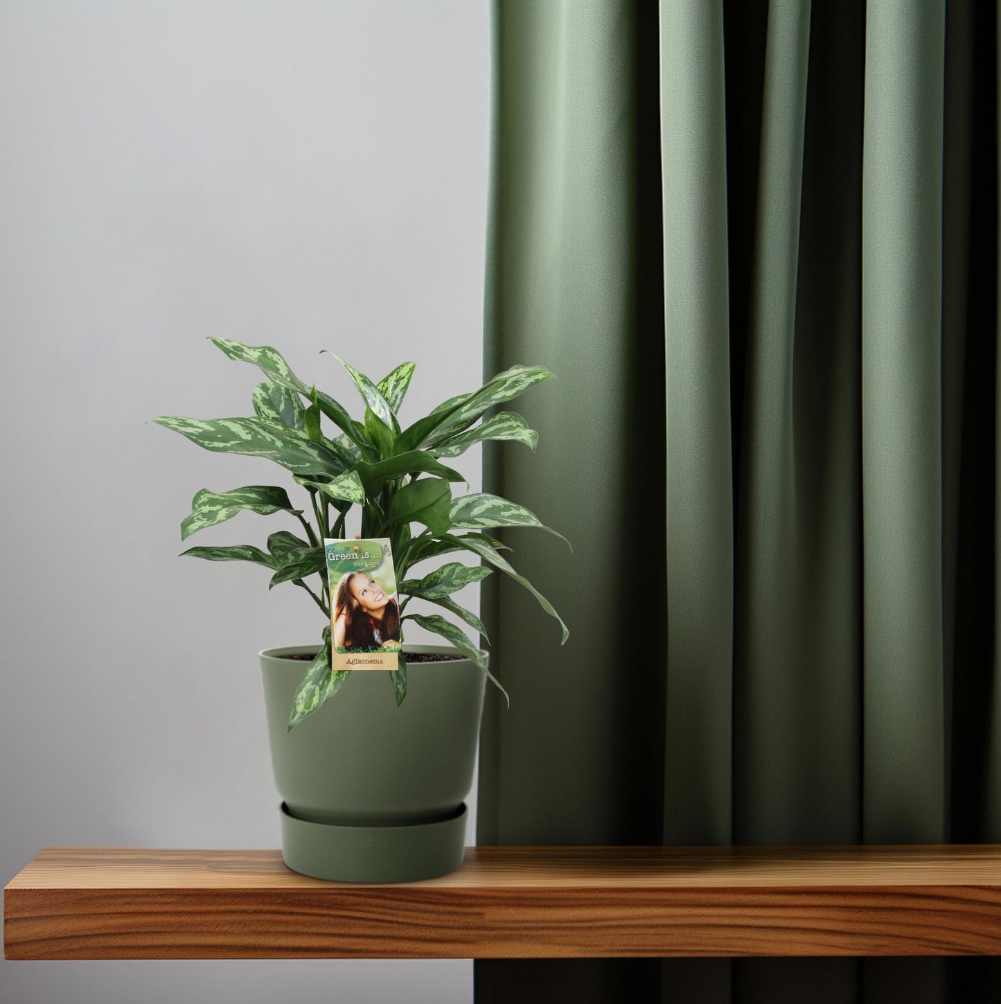 Aglaonema Maria - Ø17cm - ↕40cm - Pflanzfix24