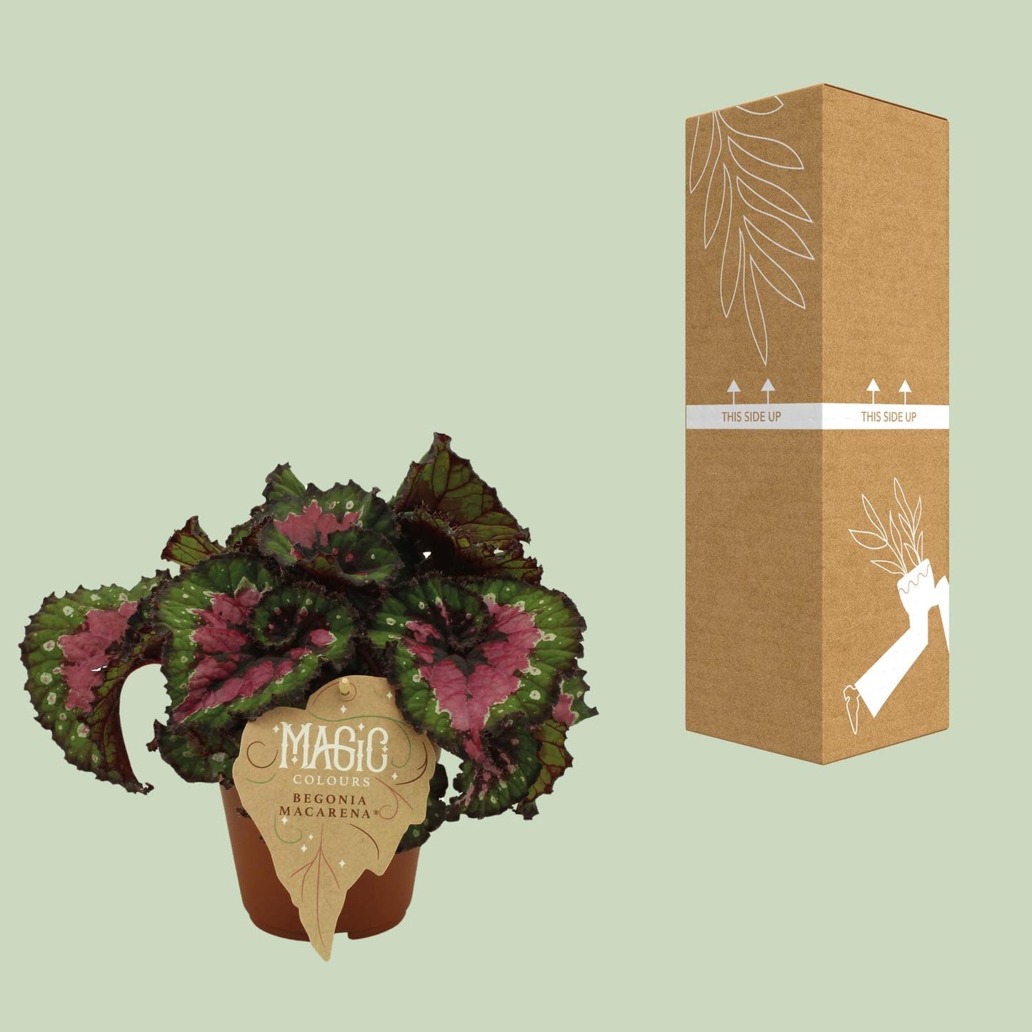 Begonia Rex Macarena - Ø12 ↕25 von Pflanzfix24