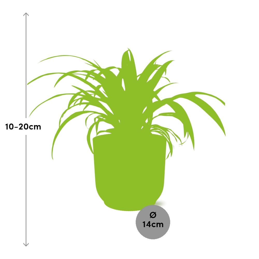 Chlorophytum Comosum Variegatum - Pflanzfix24