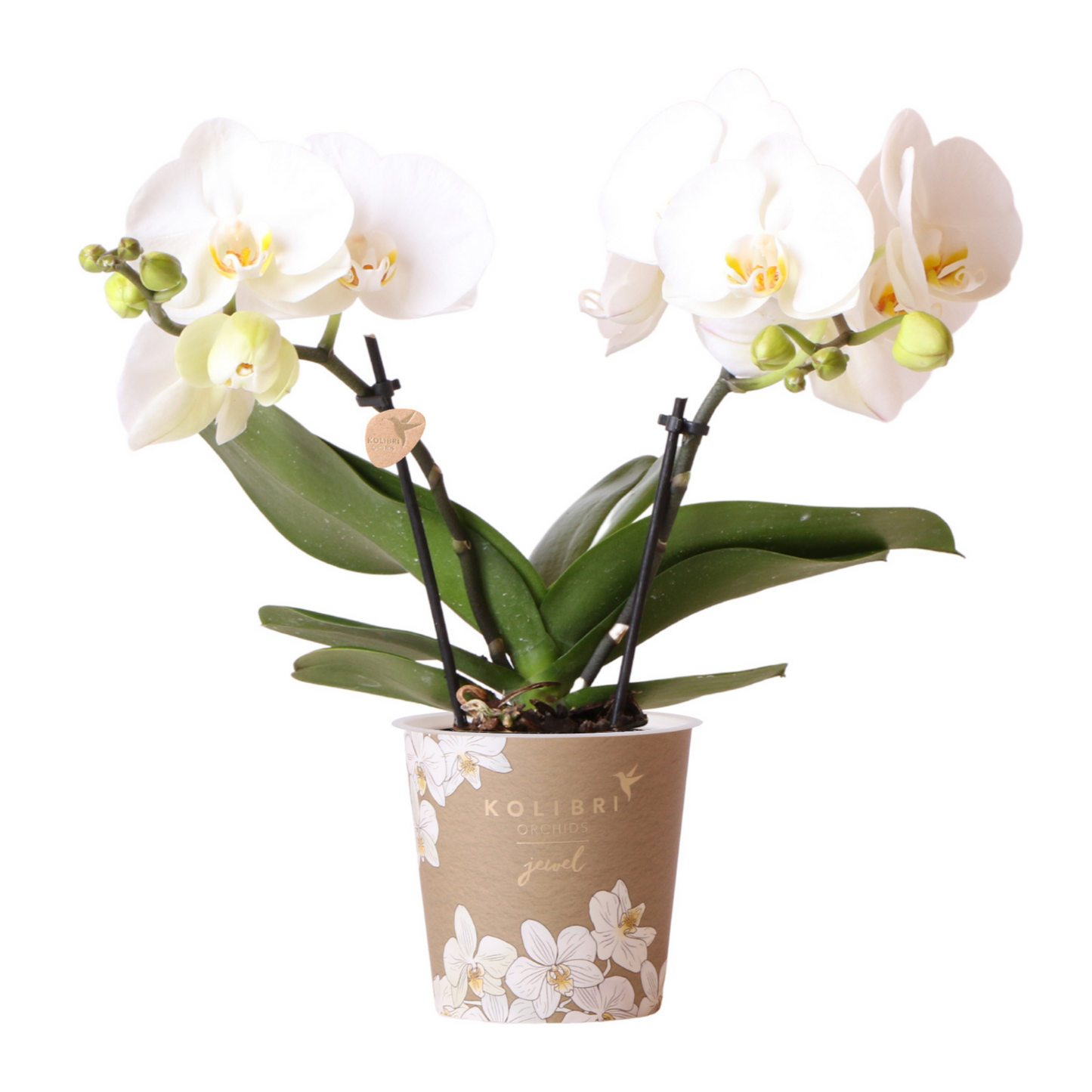Phalaenopsis Orchidee Jewel Greenland | Topfgröße Ø9cm | frisch vom Züchter - Pflanzfix24
