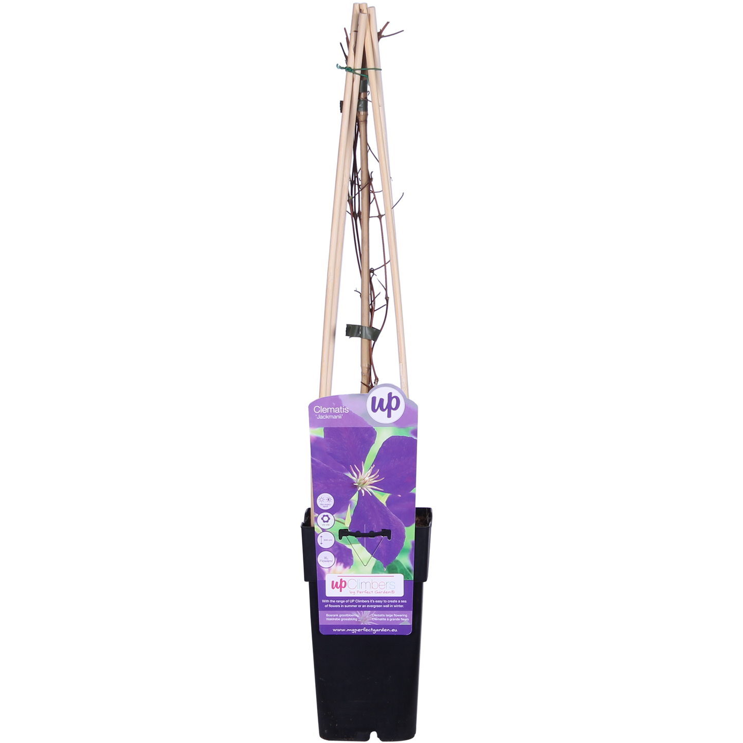 Clematis Jackmanii - Ø15cm - ↕65cm bei Pflanzfix24.de - Pflanzfix24.de