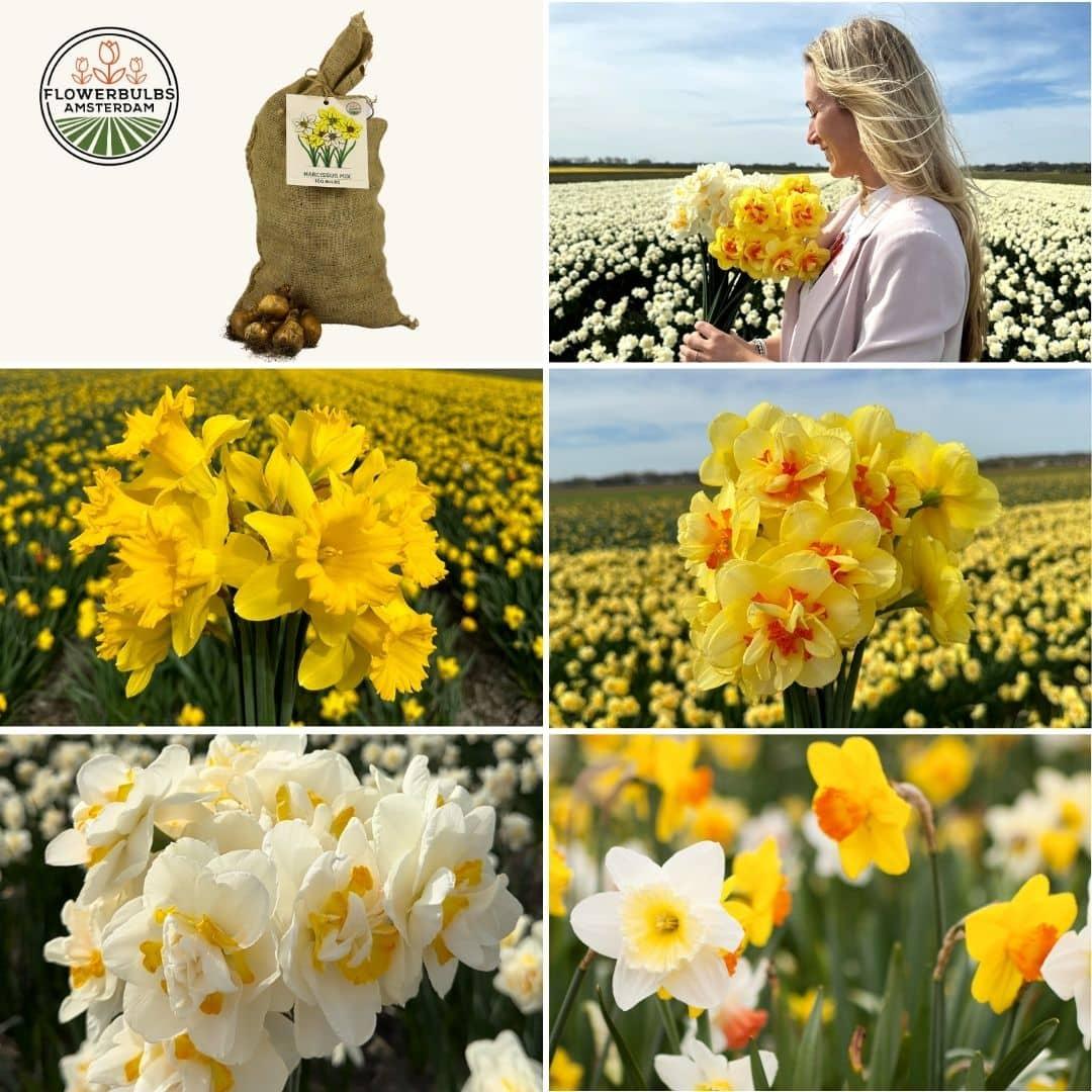 Pflanzfix24 - Super Narzissenmischung - 100 Blumenzwiebeln für farbenfrohe Blumenpracht - Größe 12/14