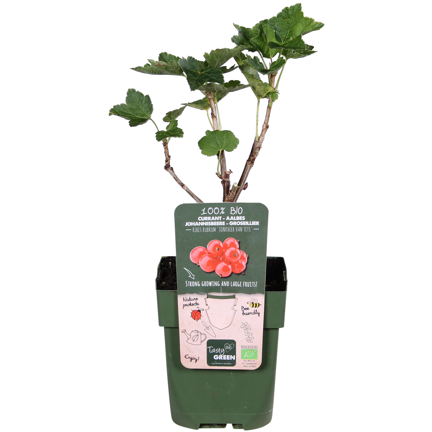 Ribes rubrum 'Jonkheer van Tets' rote Johannisbeere – Pflanzfix24.de - Pflanzfix24.de