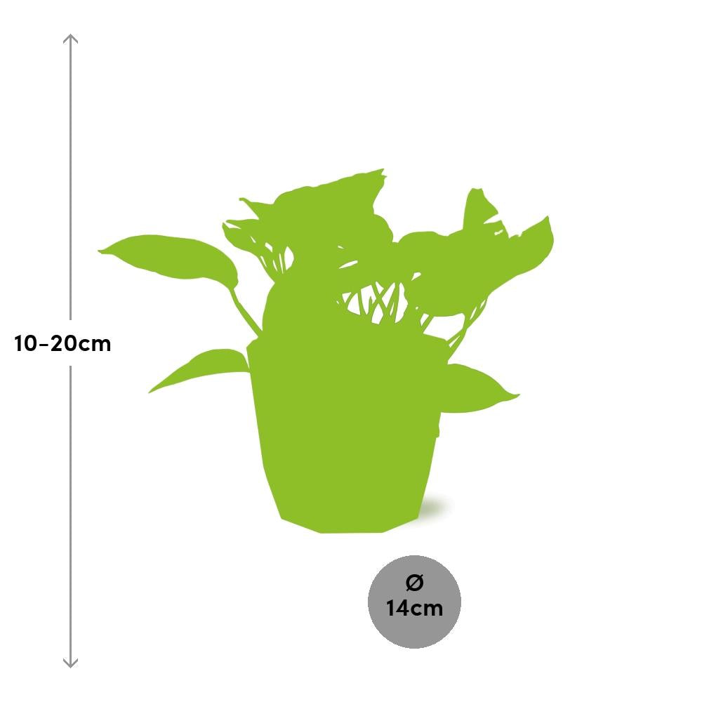 Scindapsus Marble Queen in ELHO b.for rock 14 cm warm grey - Pflanzfix24