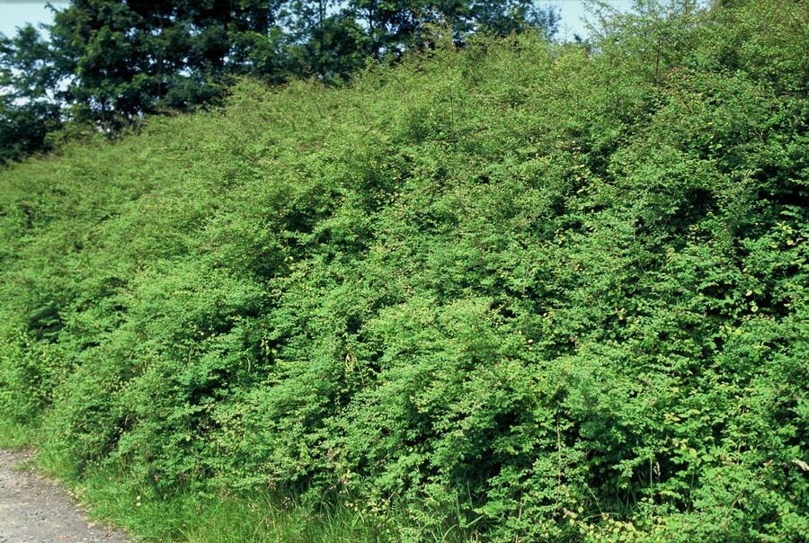 6x Symphoricarpos ch. 'Hancock' - ↕10-25cm - Ø9cm - pflanzfix24
