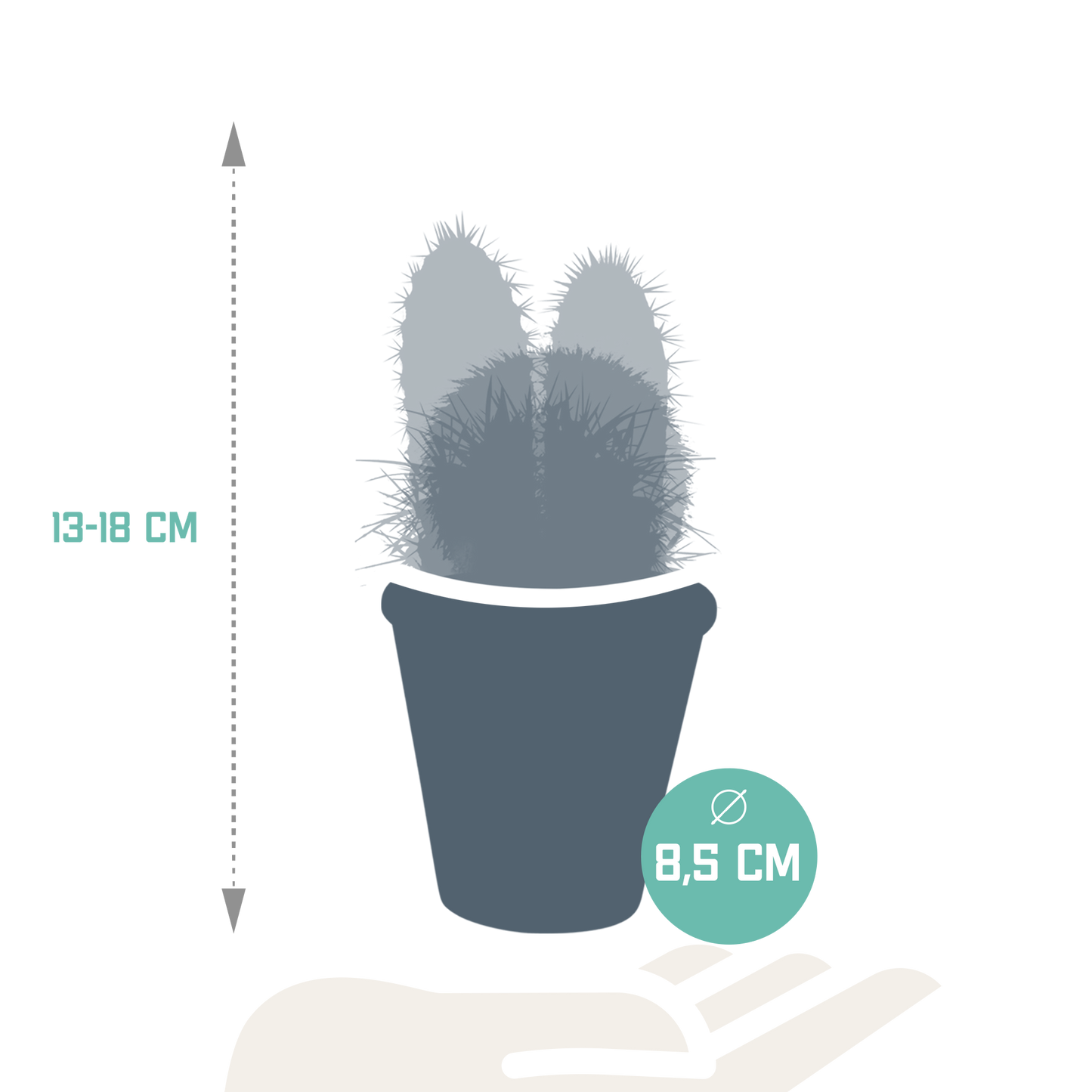 Kakteenmischung 8,5 cm - 3x - in terracotta pot - Pflanzfix24.de - Pflanzfix24.de