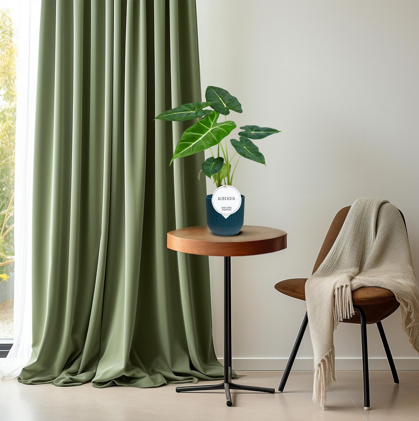 Alocasia Frydek - Zimmerpflanze im 12 cm Topf - Pflanzfix24.de - Pflanzfix24.de