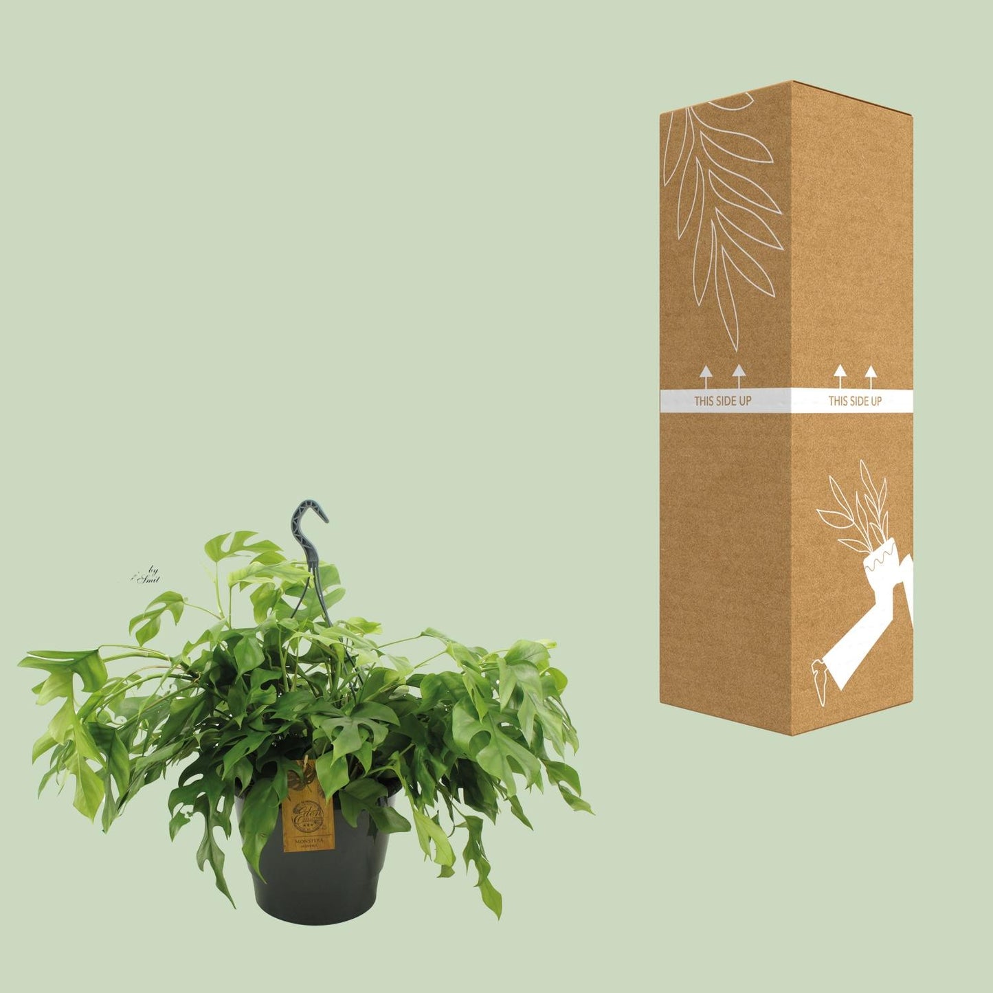 Monstera Minima 27cm HP - Pflanzfix24