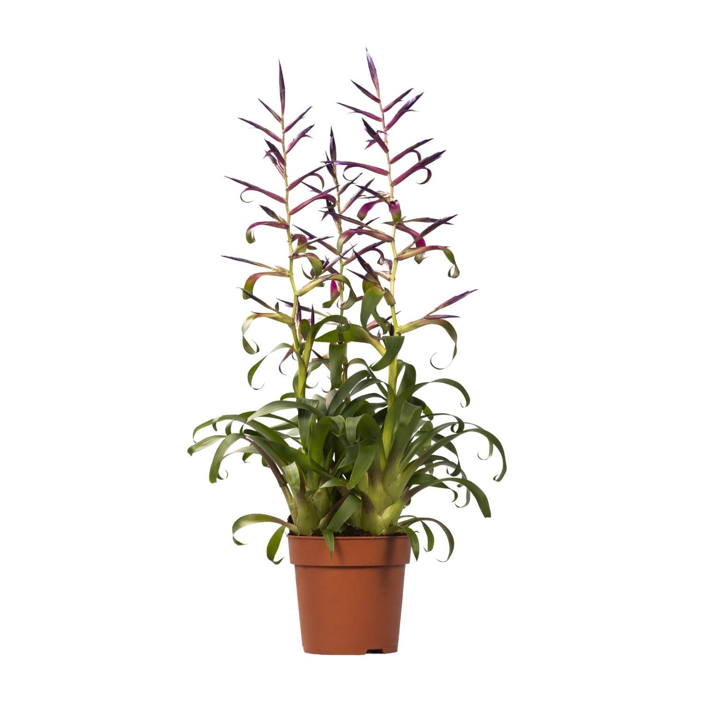 Tillandsia Mora - Ø12cm - ↕55cm - Pflanzfix24