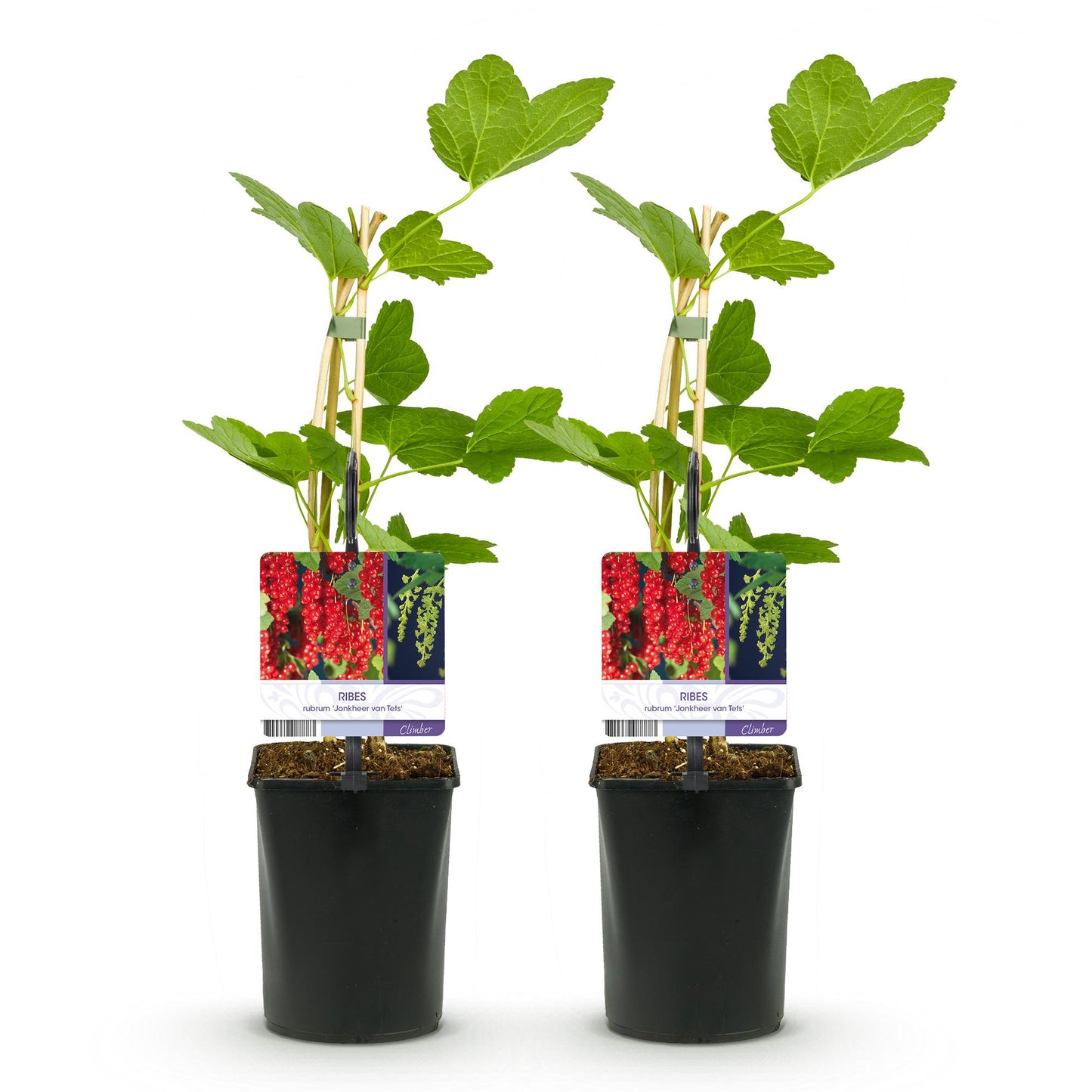 Pflanzfix24 - Rote Johannisbeere - 2 Pflanzen - Topf 11cm