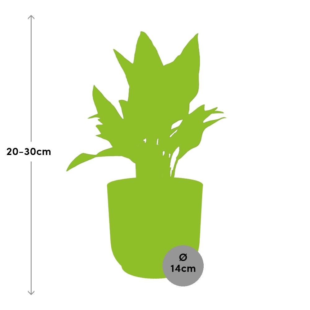 Aglaonema Maria in ELHO Vibes Fold 14cm geel - Pflanzfix24