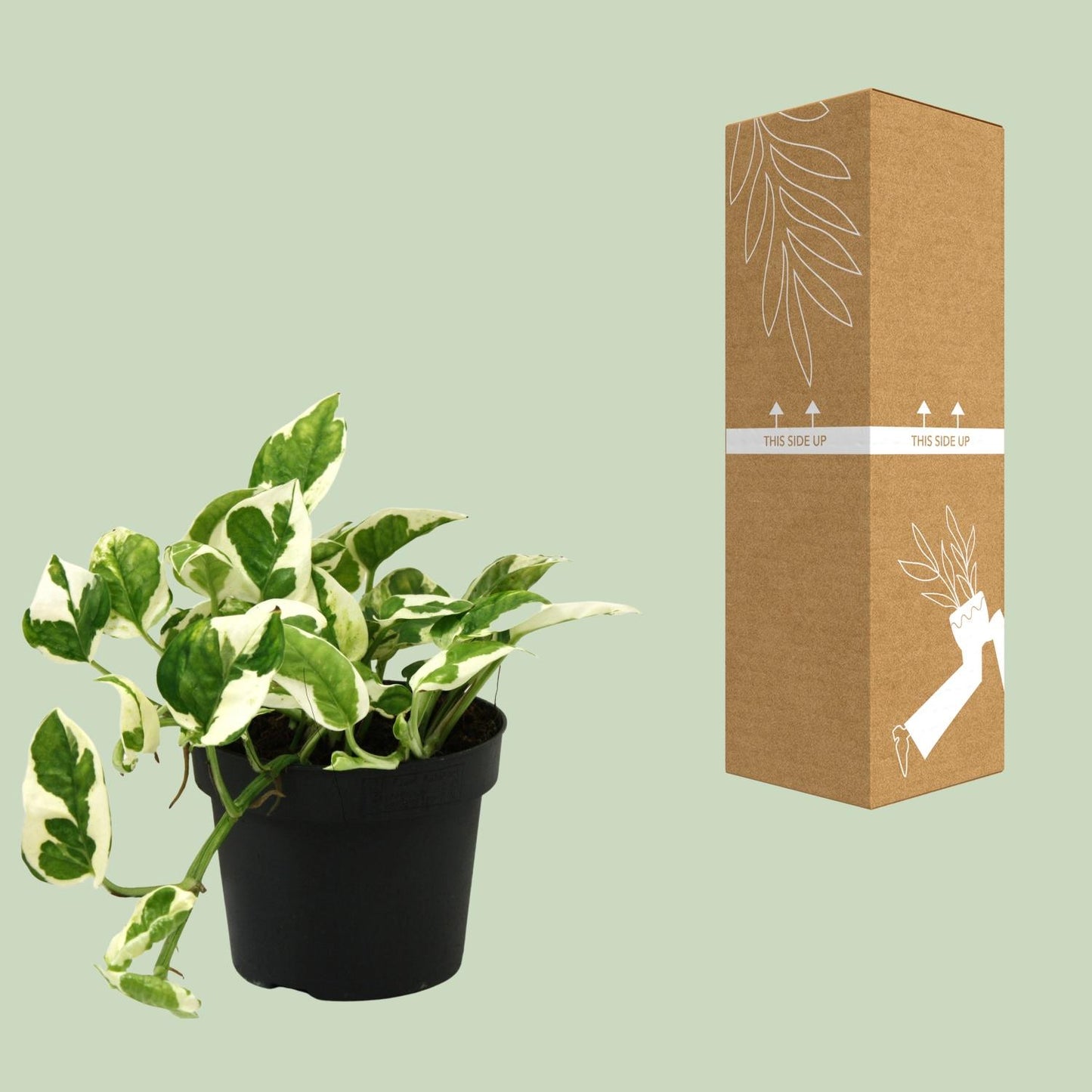 Scindapsus N’Joy 15cm – Ø12cm Topf – Pflanzfix24