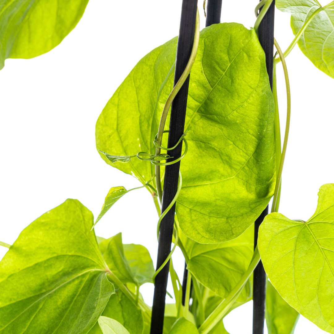 4x Ipomoea tricolor Heavenly Blue Ø13 cm - ↕60 cm - Pflanzfix24