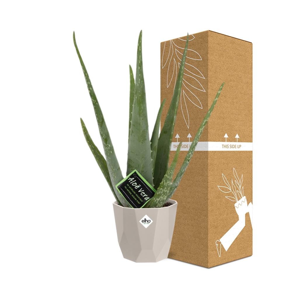 Aloe Vera 12cm in ELHO b.for rock 14 cm warm grey - Pflanzfix24