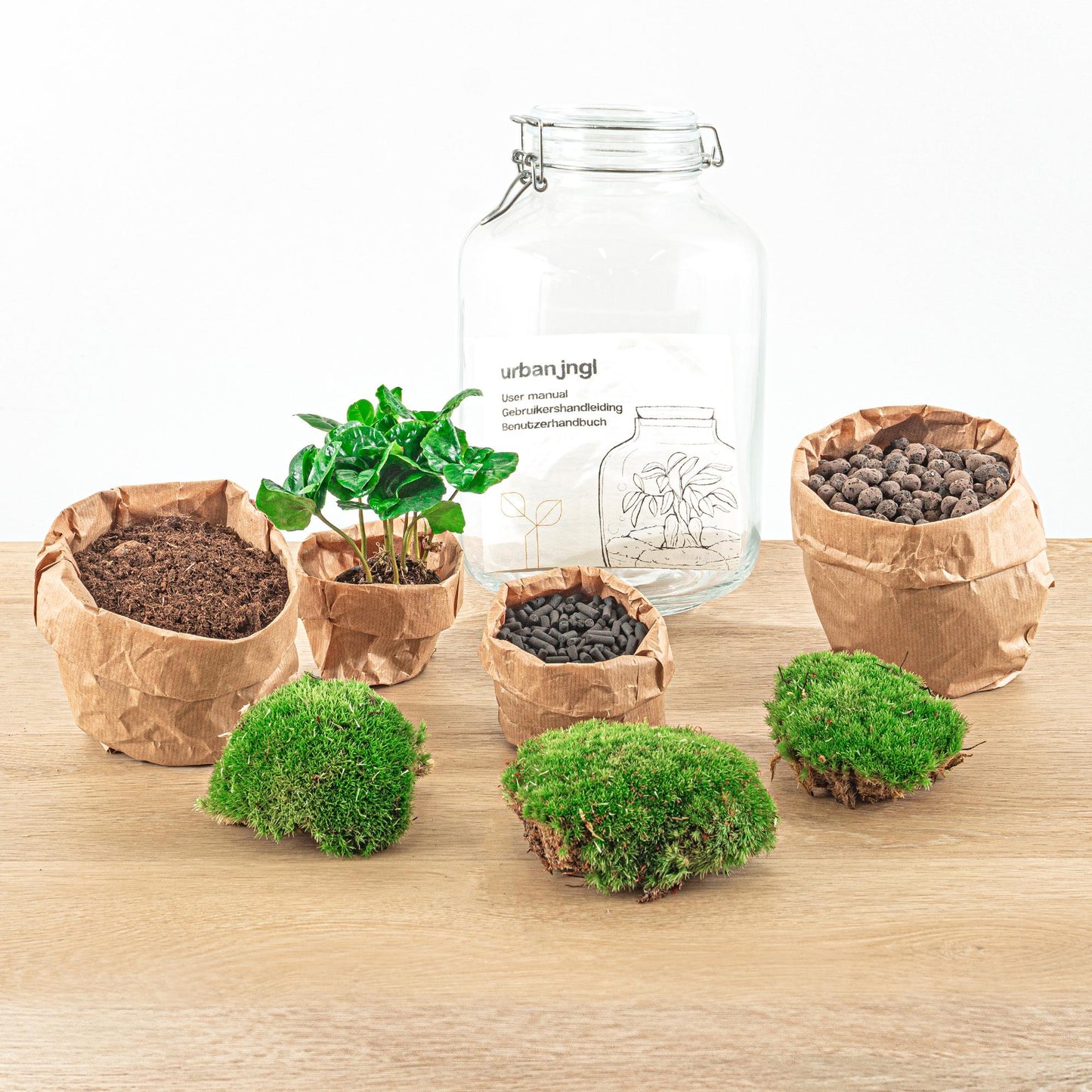 Flaschengarten - Coffea Arabica - ↕ 28 cm - Normal Jar - Pflanzfix24.de - Pflanzfix24.de