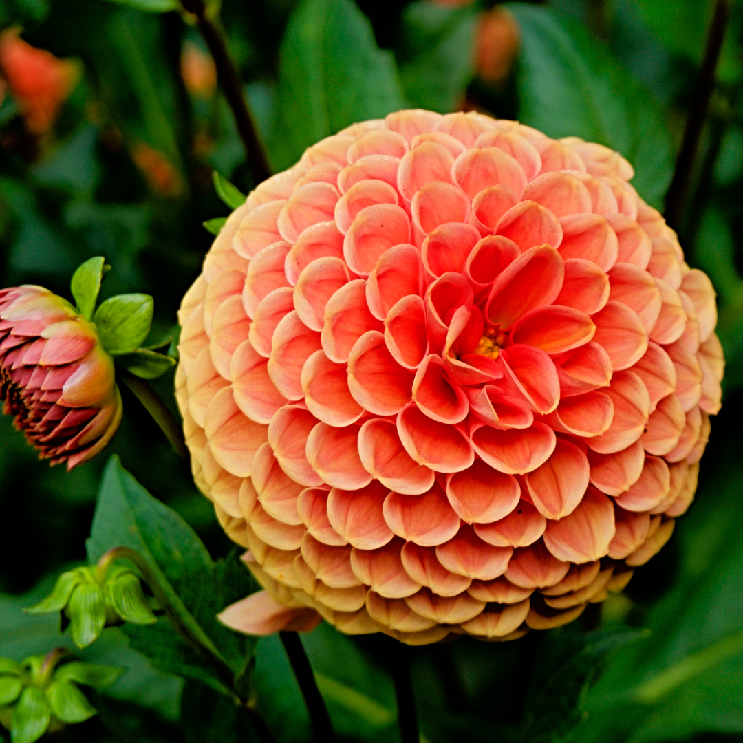 Dutch Dahlia Mix M - 4 dahlia's + Mango Kokos Thee geschenk - Pflanzfix24