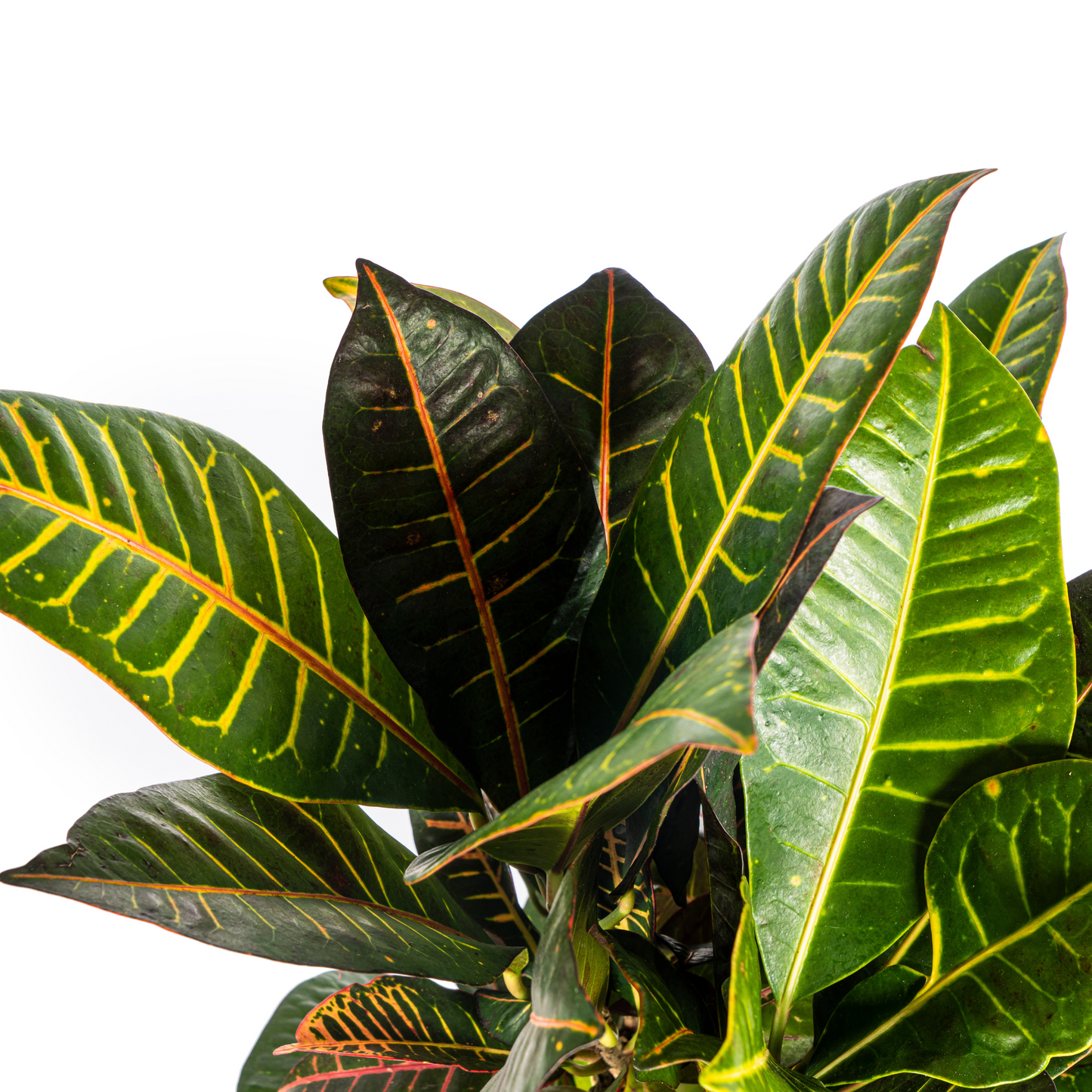 Codiaeum 'Croton' Petra Ø21cm - ↕60 - 80cm - Pflanzfix24