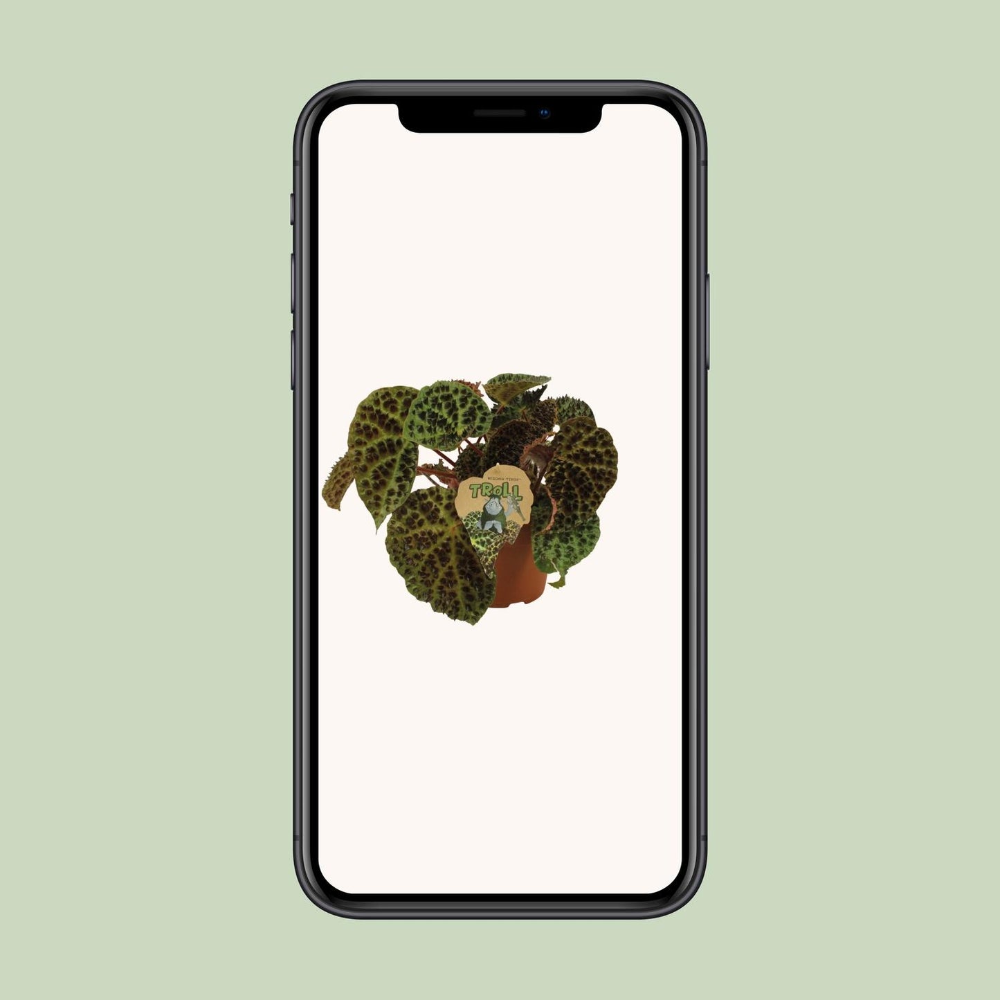 Begonia Rex Ferox - Ø17cm - ↕30cm - Pflanzfix24