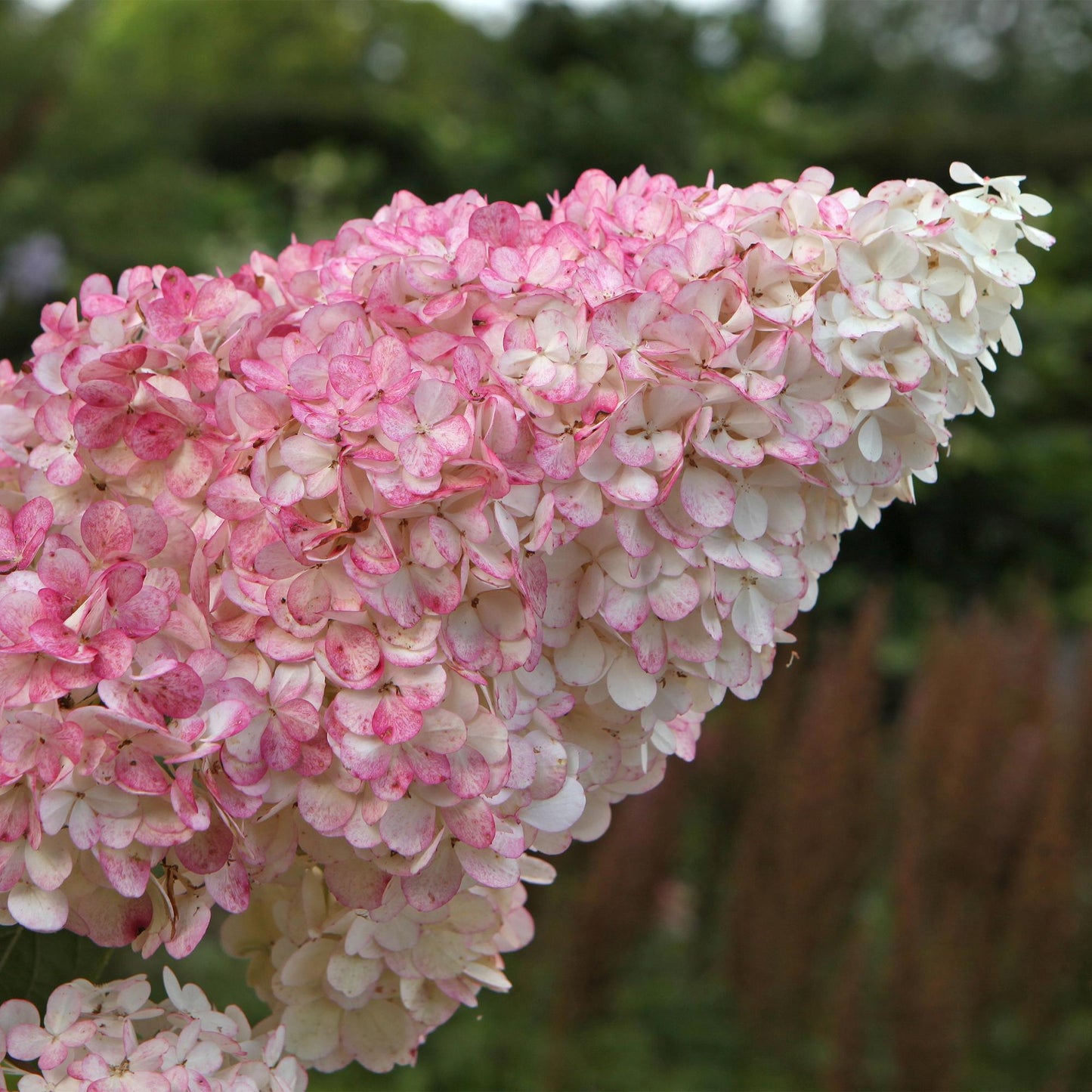 Pflanzfix24 - Rispenhortensie - Hydrangea panniculata Vanille Fraise - 1 Pflanze - Topf 17cm