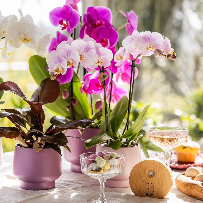 Kolibri Orchids Kombi-Angebot - Portugal - pflanzfix24