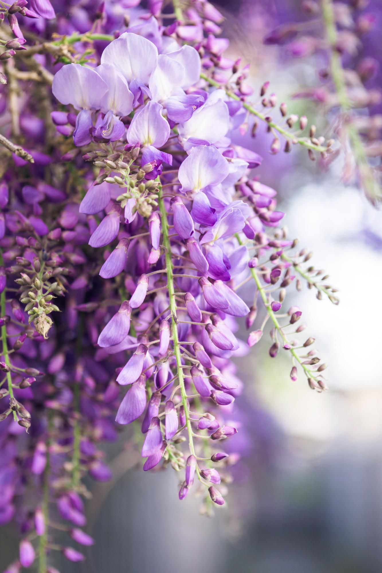 2x - Wisteria floribunda 'Naga Noda' - ↨65cm - Ø15 - Pflanzfix24.de - Pflanzfix24.de