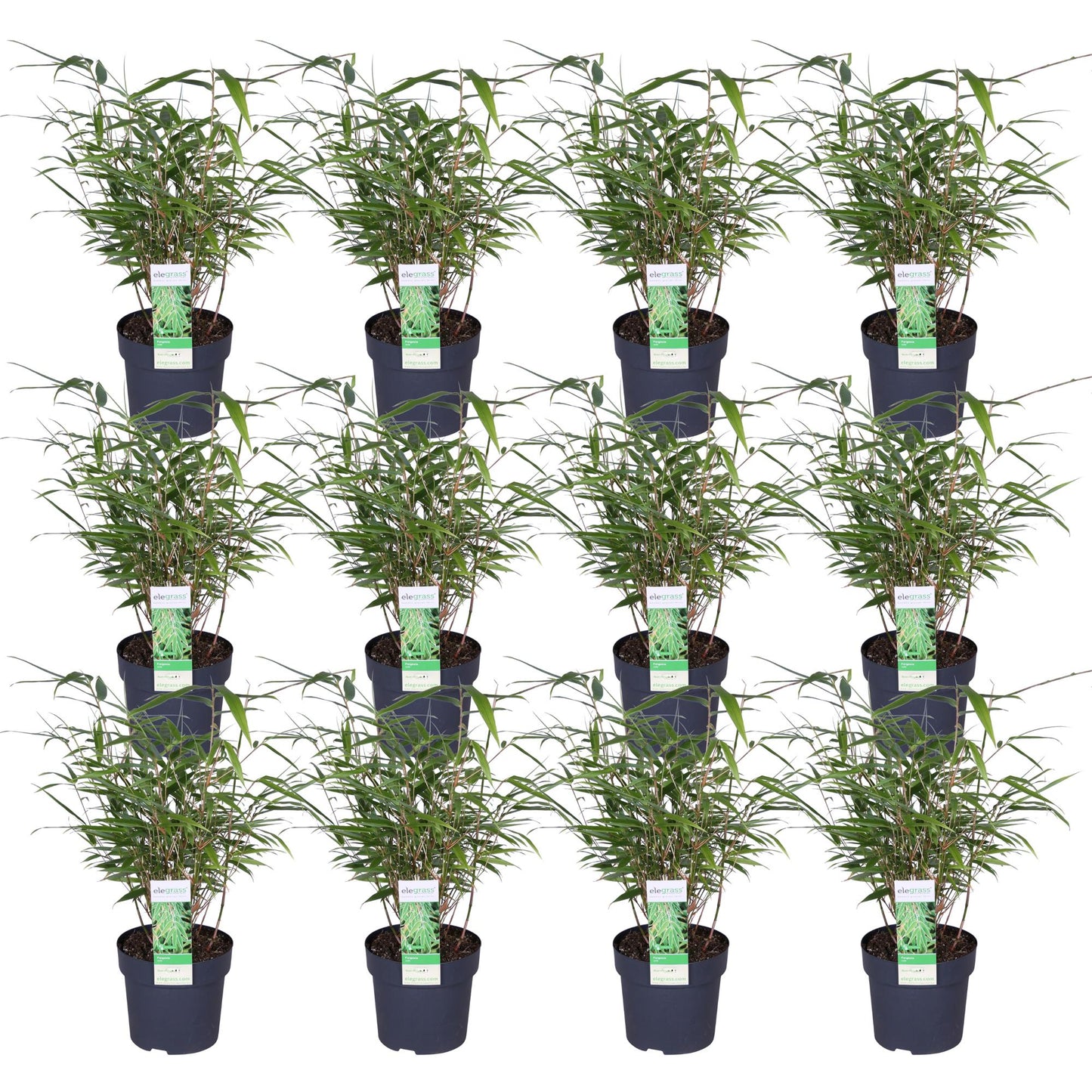 12x - Fargesia rufa - ↨40cm - Ø14 - Pflanzfix24