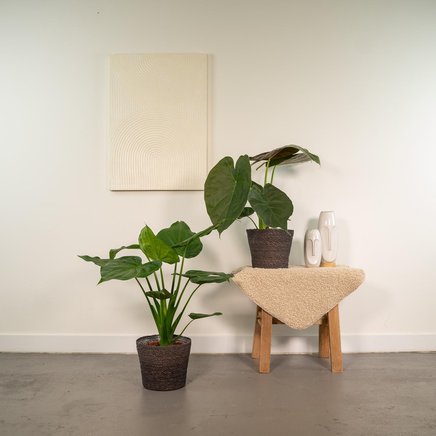 Alocasia Cucullata & Alocasia Wentii - Zimmerpflanzen-Set - Pflanzfix24.de - Pflanzfix24.de