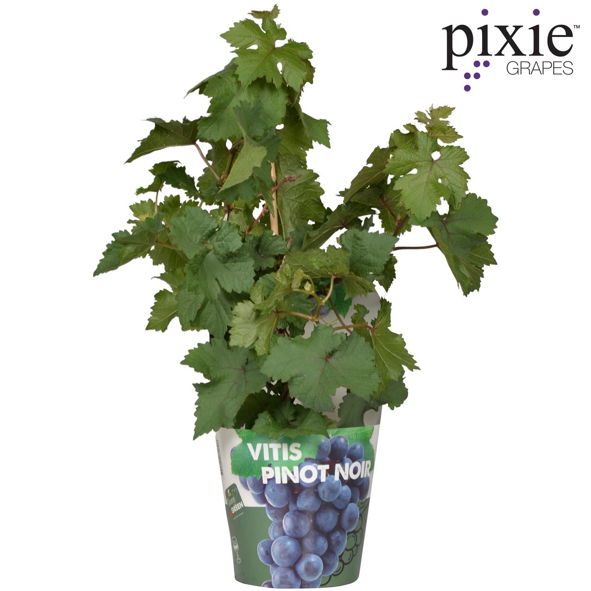 Vitis Pixie Pinot Noir Ø21 cm – Zwergweinrebe | Pflanzfix24