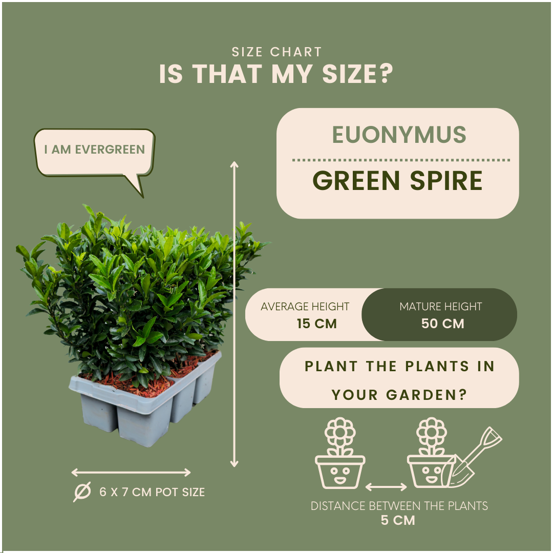 6 x Euonymus 'Green Spire' - 6 x Ø 7 cm - ↨ 15 cm - Pflanzfix24.de - Pflanzfix24.de