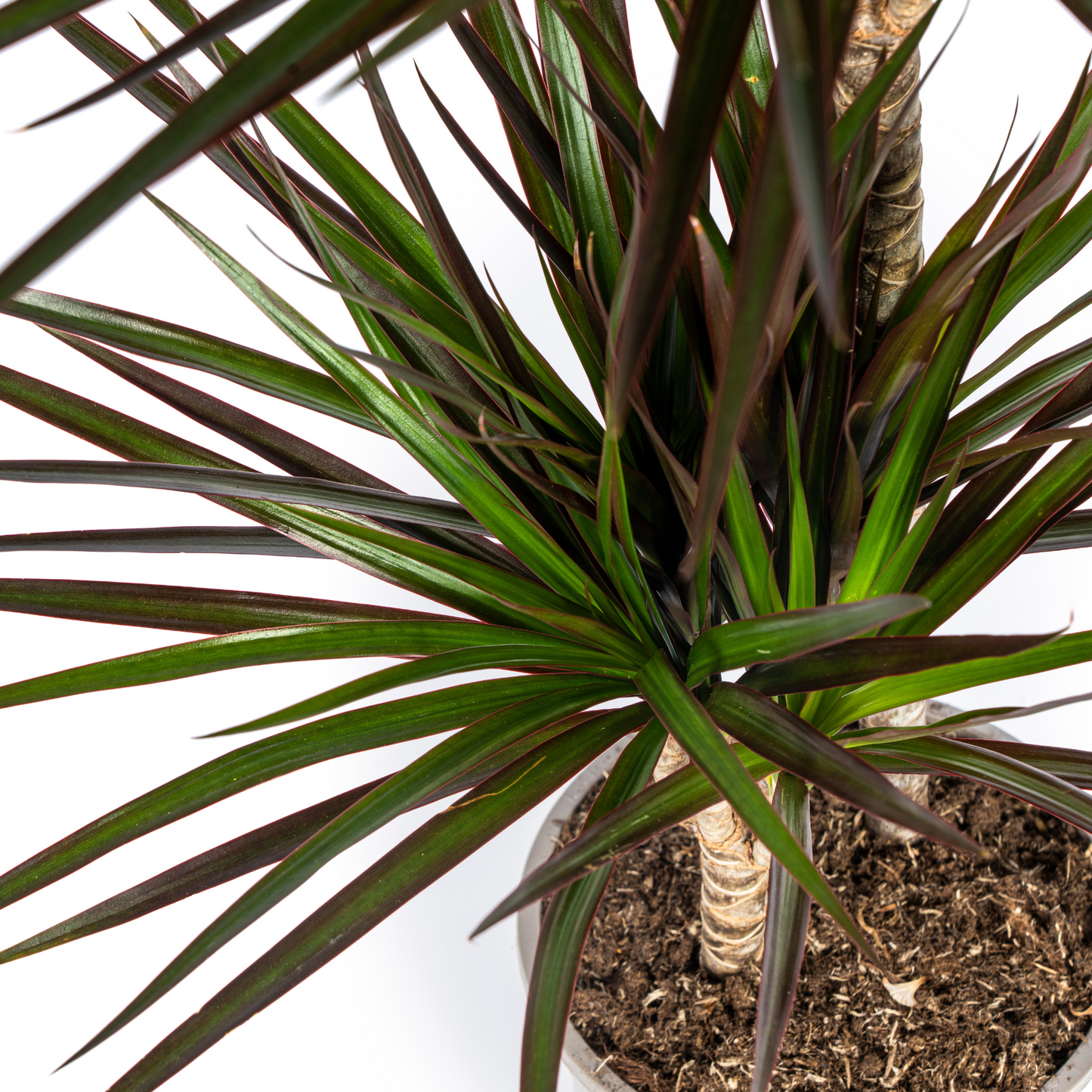 Dracaena Marginata Magenta Ø24cm 130-150cm – pflanzfix24