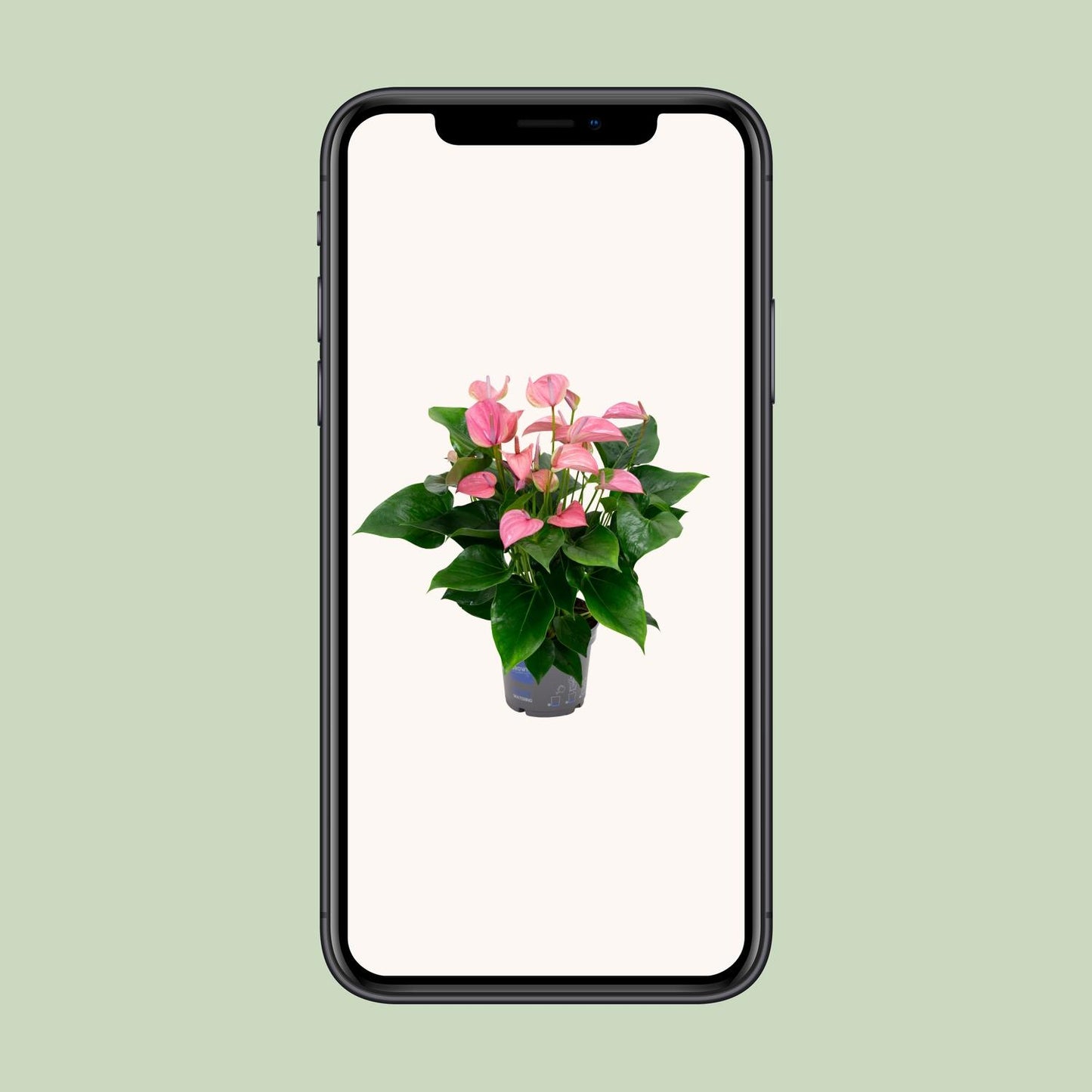 Anthurium KARMA Joli - Ø17cm - ↕55cm - Pflanzfix24