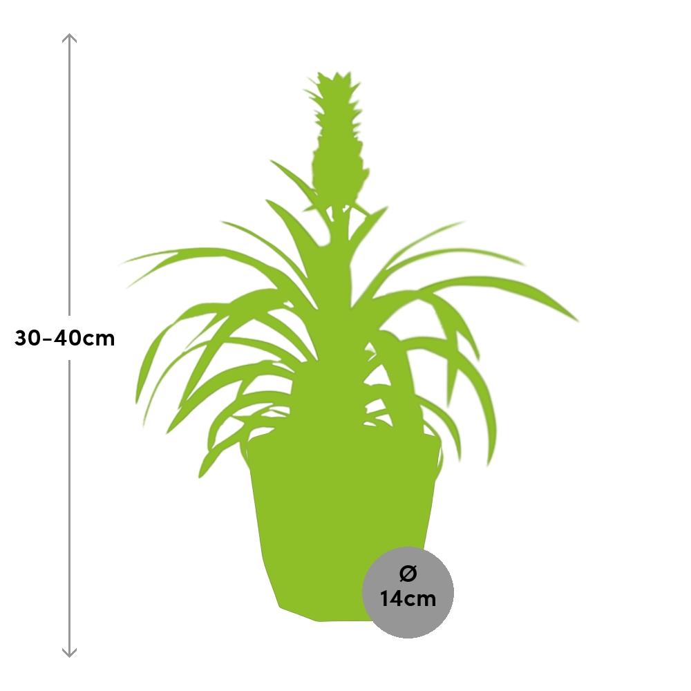 Ananas Mi Amigo in 14cm b.for rock living black - Pflanzfix24