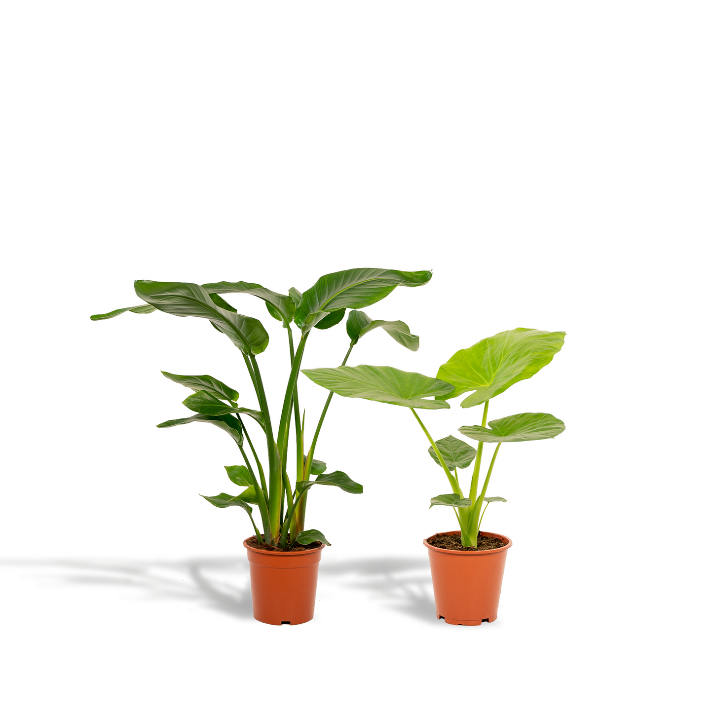 Strelitzia & Alocasia Zimmerpflanzen-Set 85cm – Pflanzfix24.de - Pflanzfix24.de