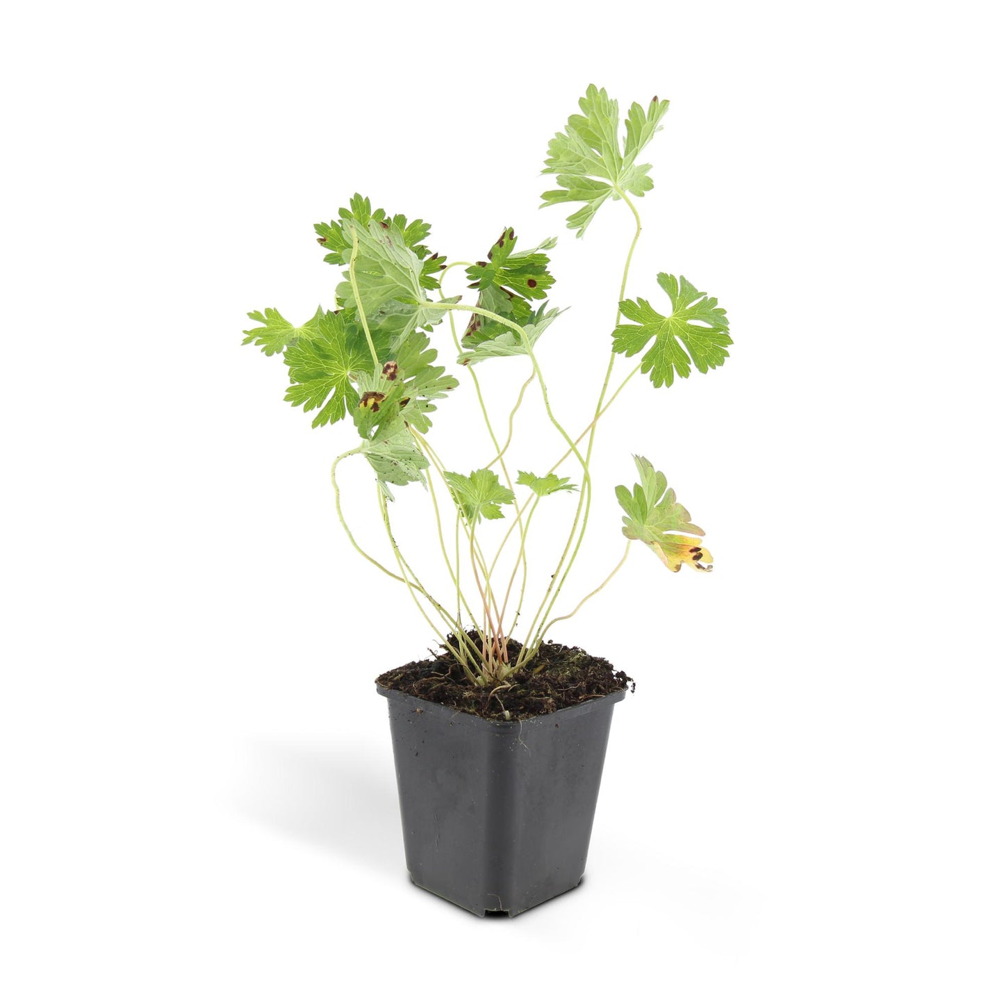 12x Geranium Rozanne – langblühender Bodendecker in Lila | Pflanzfix24.de - Pflanzfix24.de