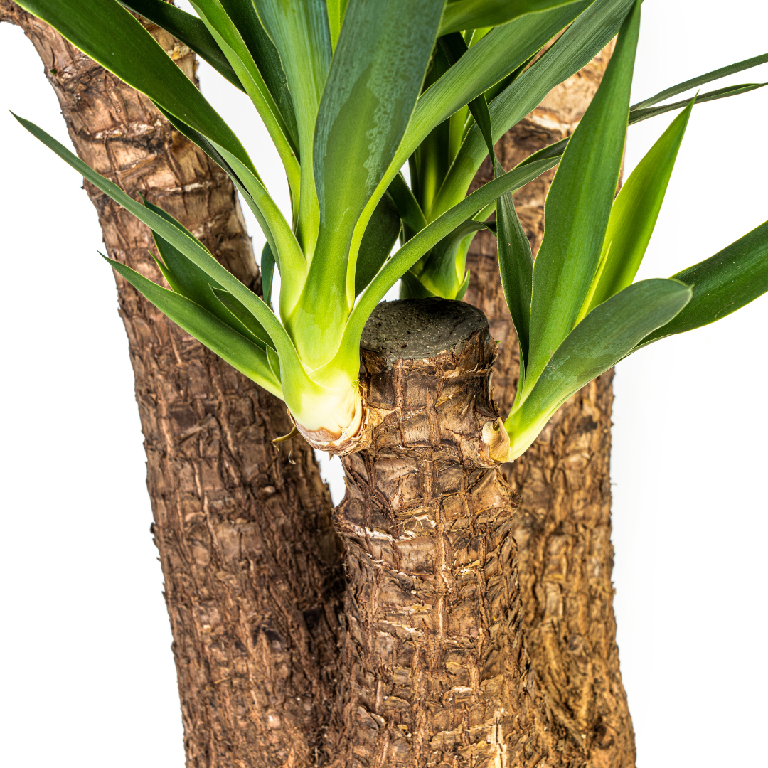 Yucca Elephantipes Verzweigt Ø24cm | Zimmerpflanze 80-100cm – Pflanzfix24.de - Pflanzfix24.de