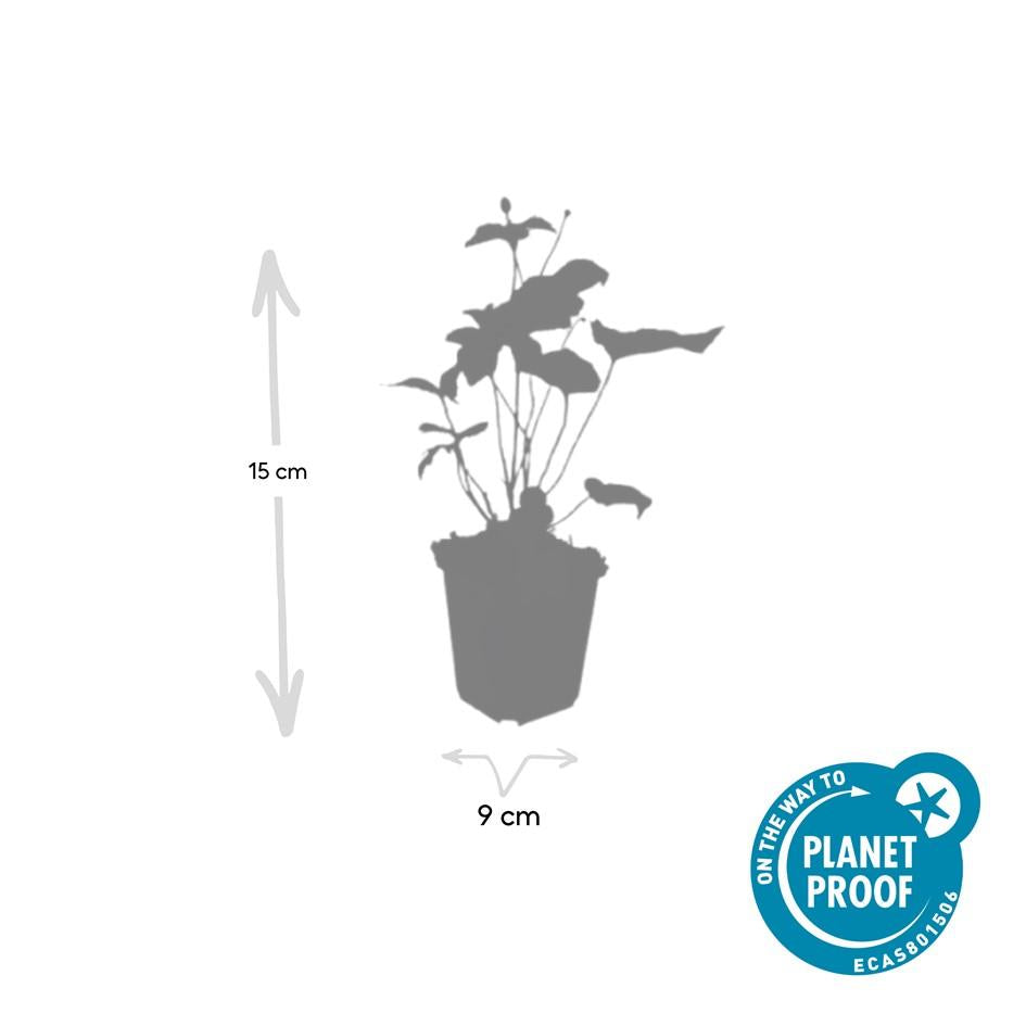 12x Anemone hyb. 'Honorine Jobert' – Herbstanemone – Pflanzfix24.de - Pflanzfix24.de