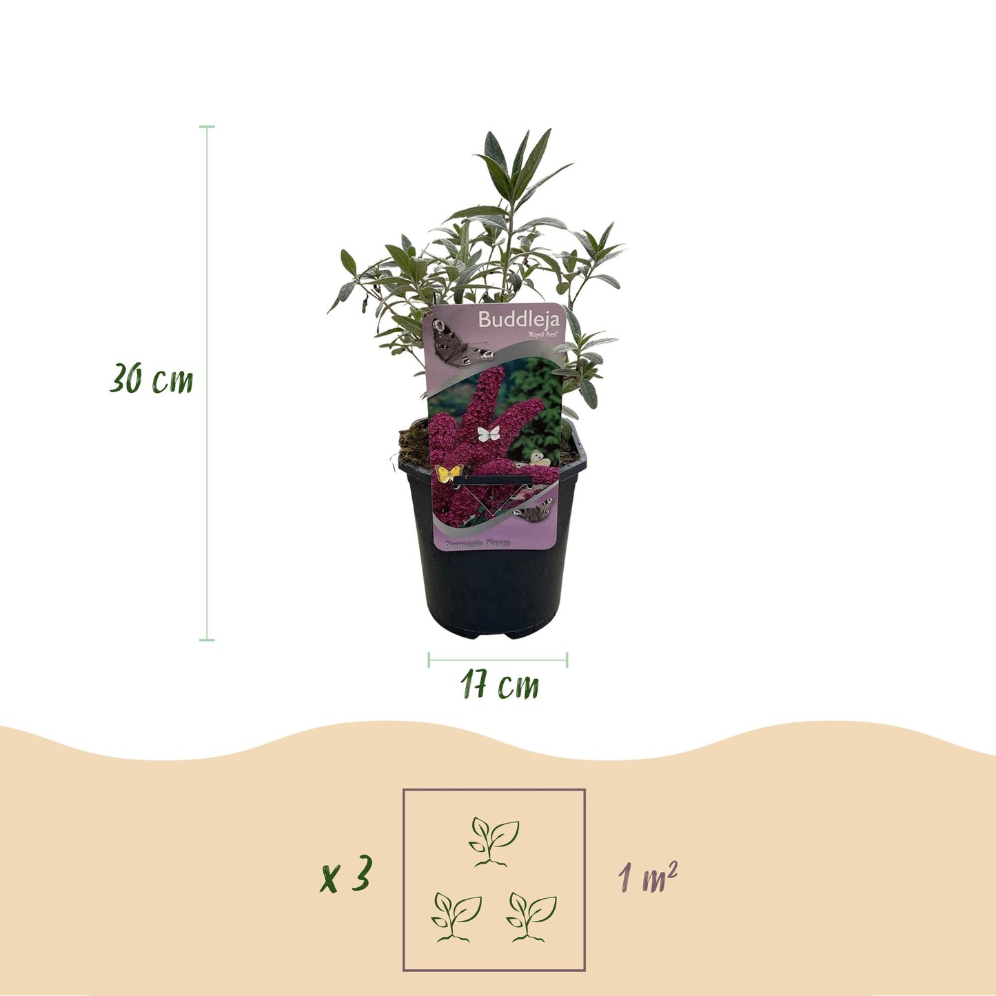Pflanzfix24.de - Schmetterlingsstrauch - Buddleja davidii Royal Red - 1 Pflanze - Pflanzfix24.de