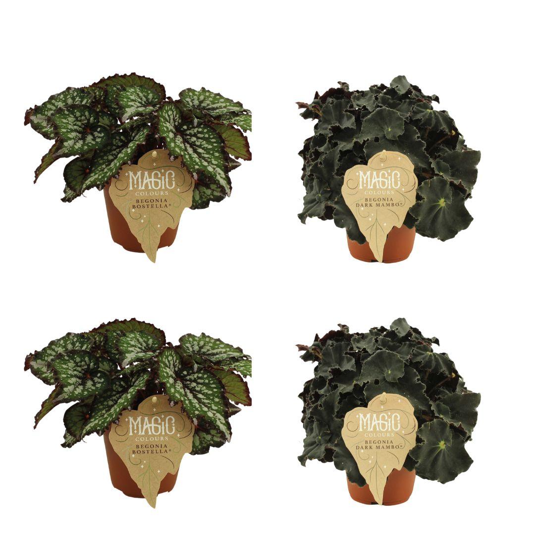 2x Begonia Rex Bostella + 2x Begonia Rex Dark Mambo - 4 Stück - Ø12cm - ↕25cm - Pflanzfix24