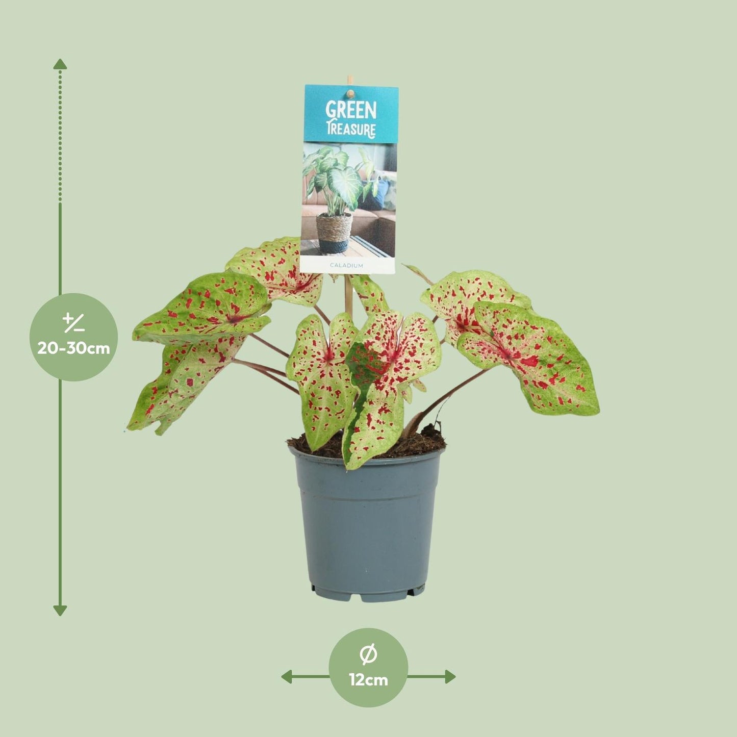 Caladium Miss Muffet - Ø12cm - ↕25cm - Pflanzfix24