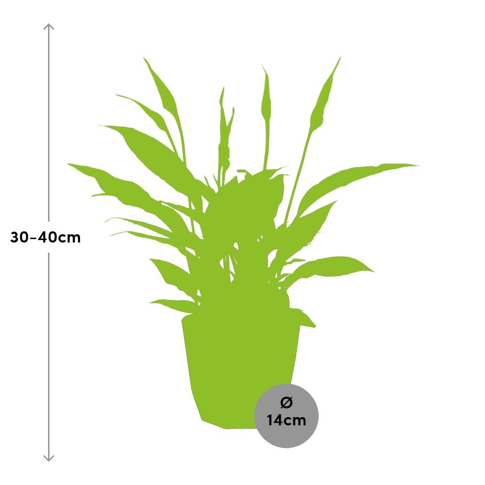 Spathiphyllum 12cm Torelli in 14cm b.for rock living black - Pflanzfix24