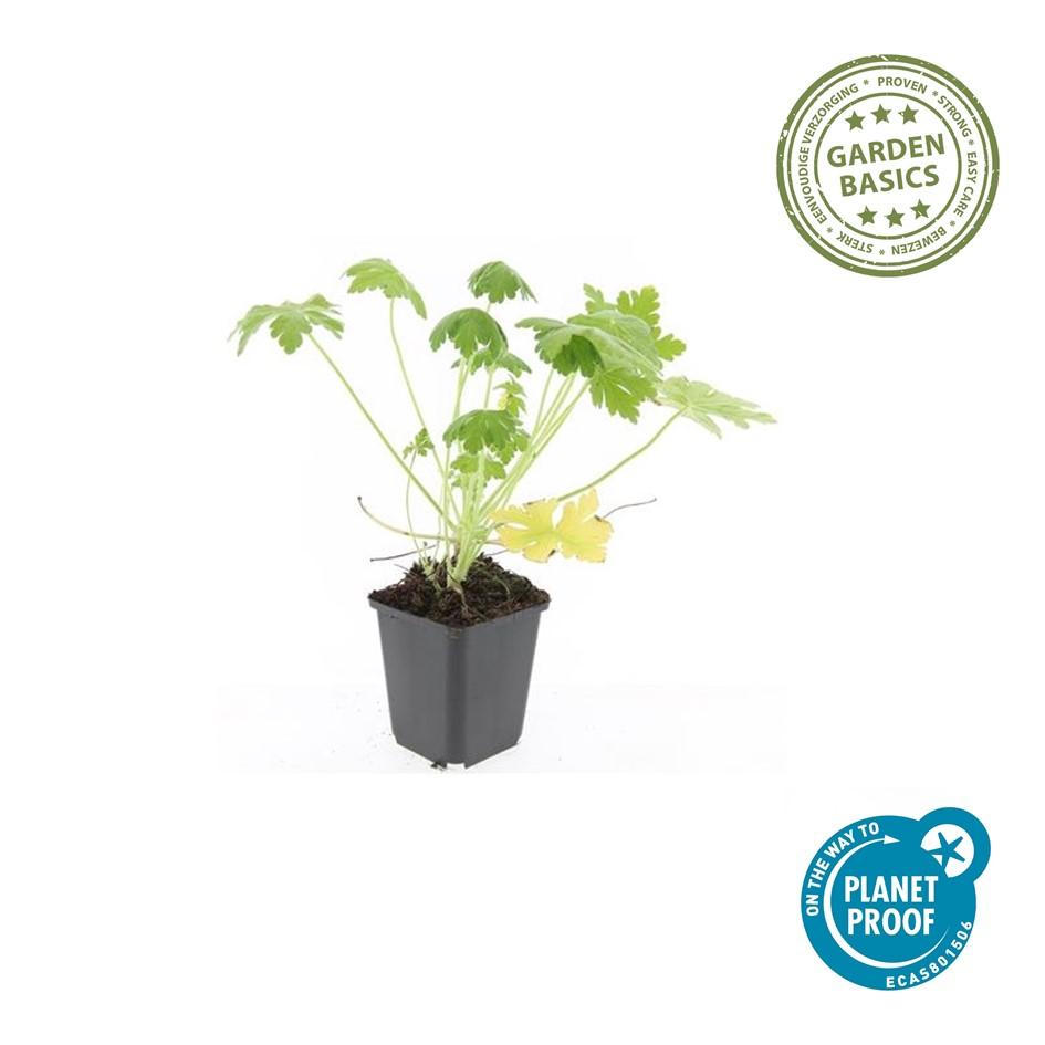 6x Geranium macr. 'Spessart' - ↕10-25cm - Ø9cm von Pflanzfix24