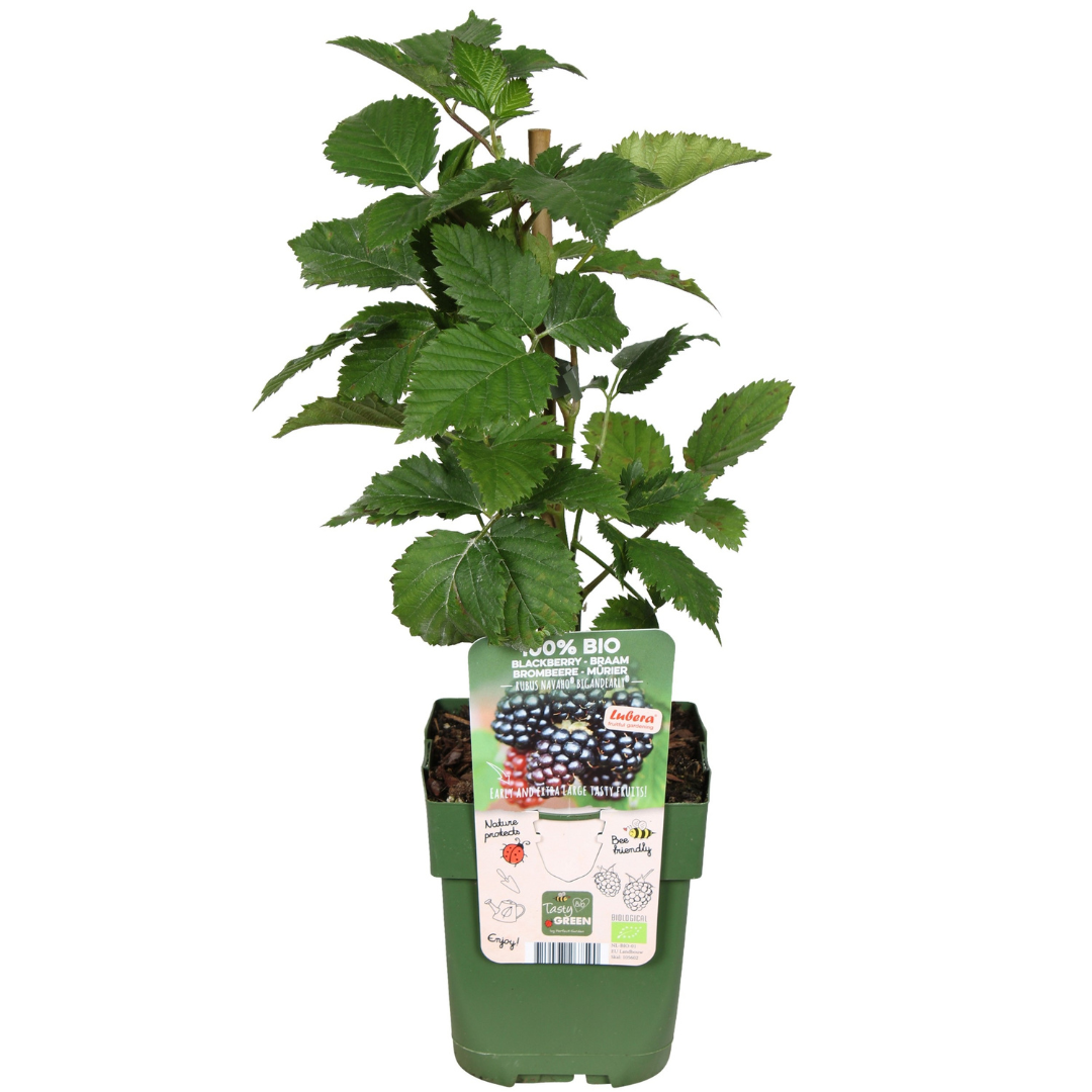 Früchte-Party BIO Beeren-Set – 3 Obstpflanzen | Pflanzfix24.de - Pflanzfix24.de