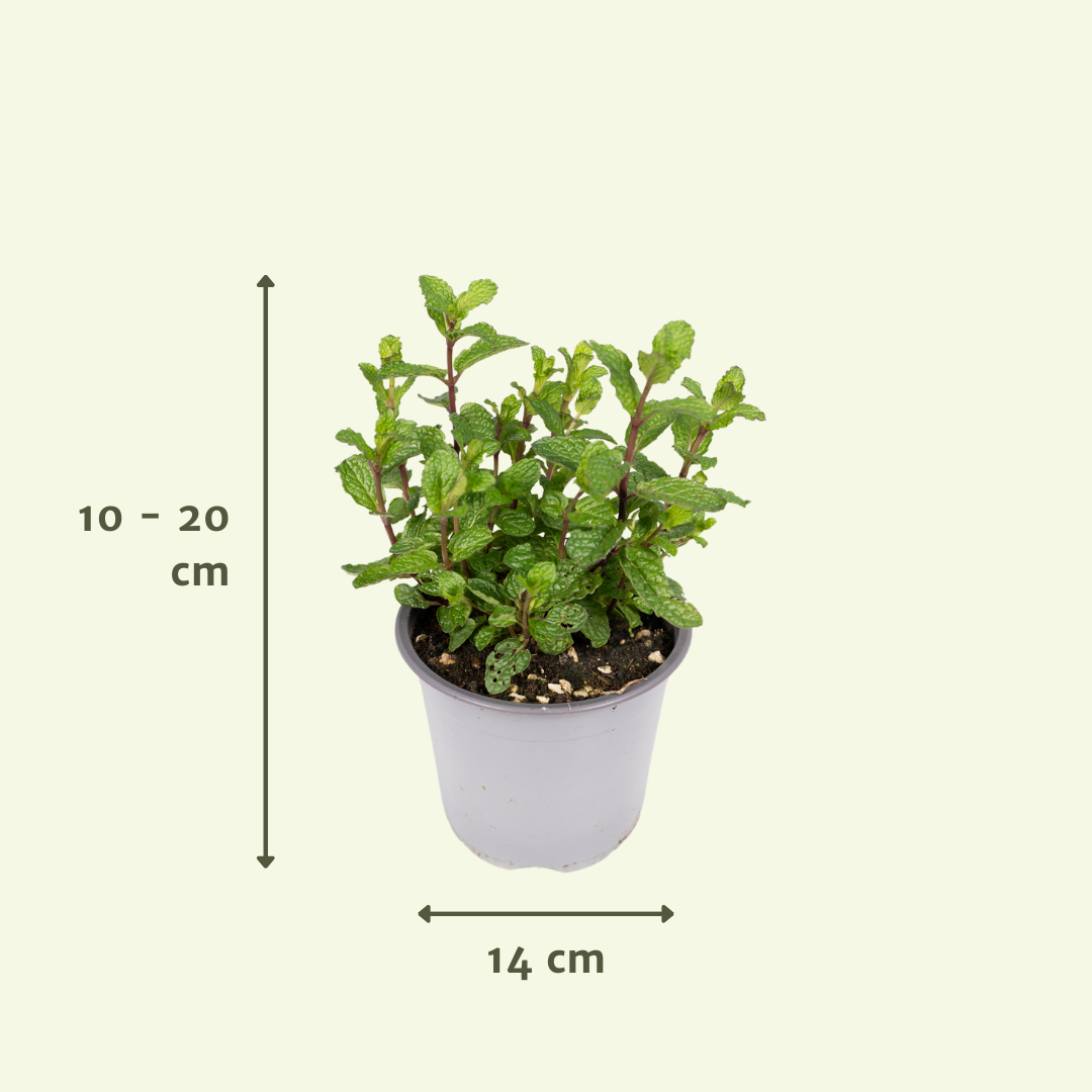 Gartenkräutermischung 4er Set Ø14cm – Frische Kräuter | Pflanzfix24.de - Pflanzfix24.de