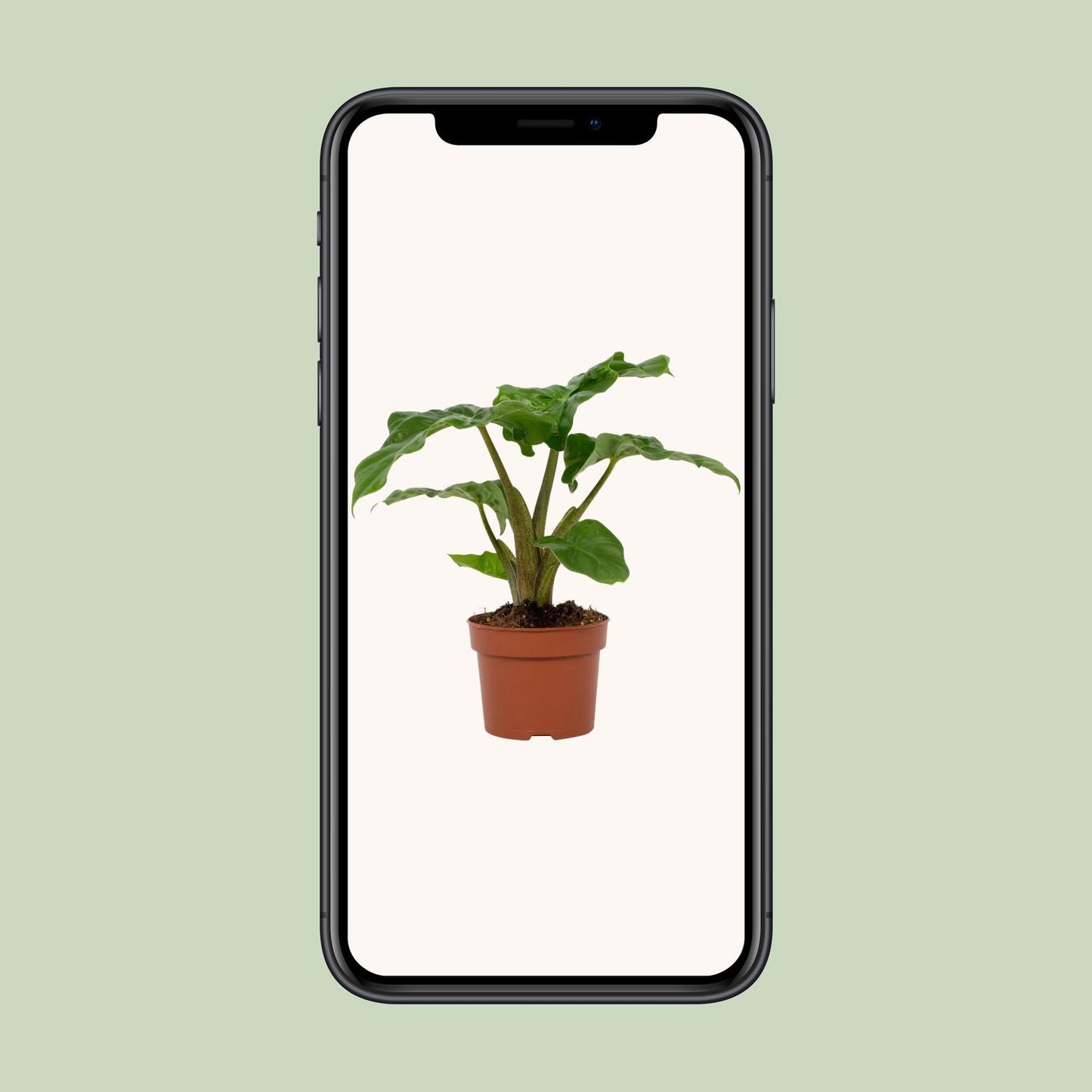 Alocasia Low Rider 12cm - Ø12cm - ↕30cm - Pflanzfix24
