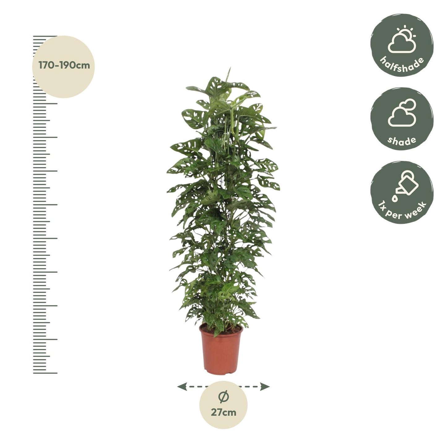 Monstera Monkey Leaf gaasrek - 180 cm - ø27 - Pflanzfix24