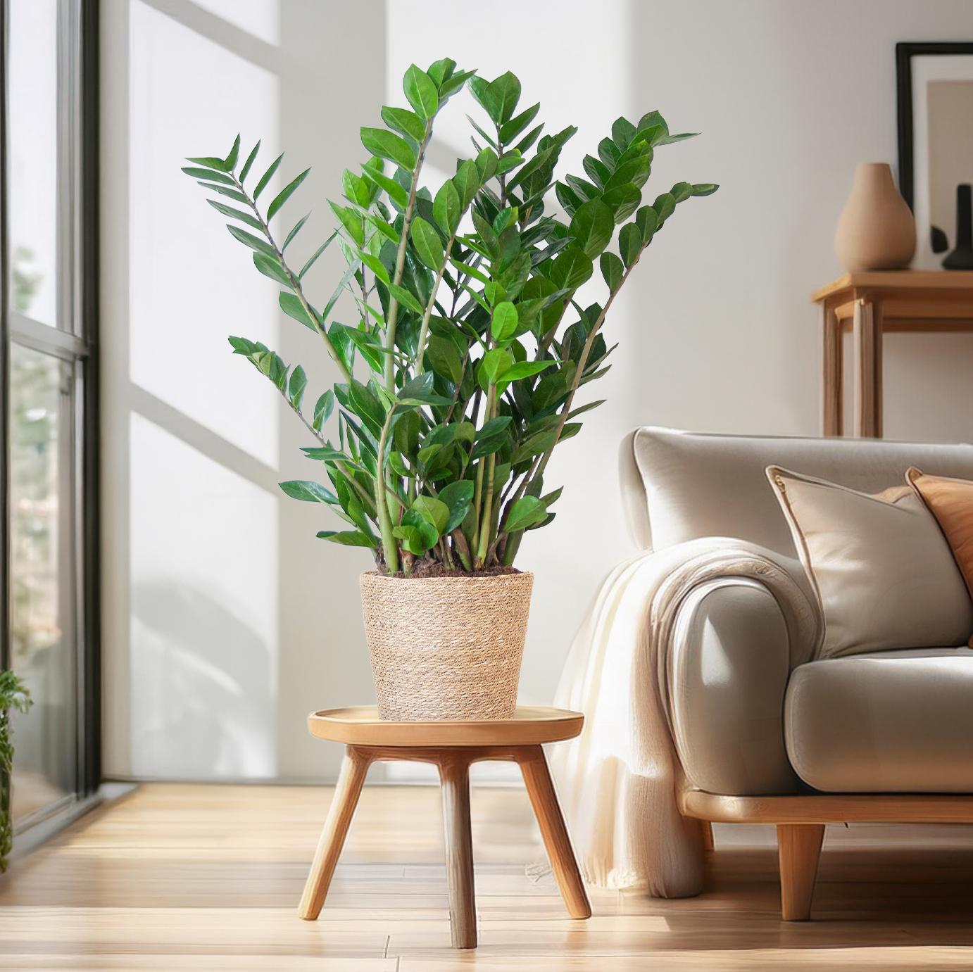 Zamioculcas mit Sofia-Korb Natur 80 cm – Pflanzfix24.de - Pflanzfix24.de