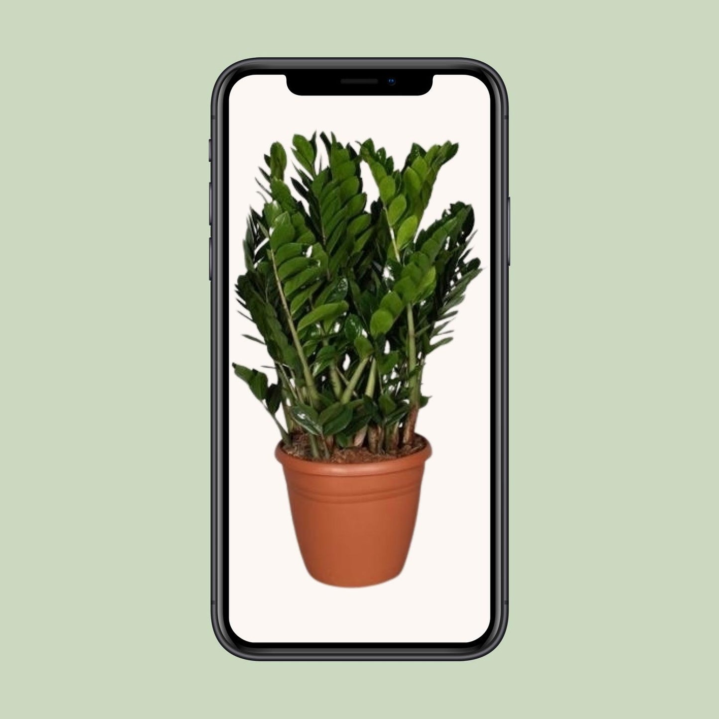 Zamioculcas Zamiifolia - Ø37cm - ↕110cm - Pflanzfix24