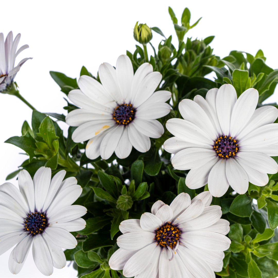 8x Osteospermum ecklonis Weiß Ø12 cm - ↕20 cm - Pflanzfix24