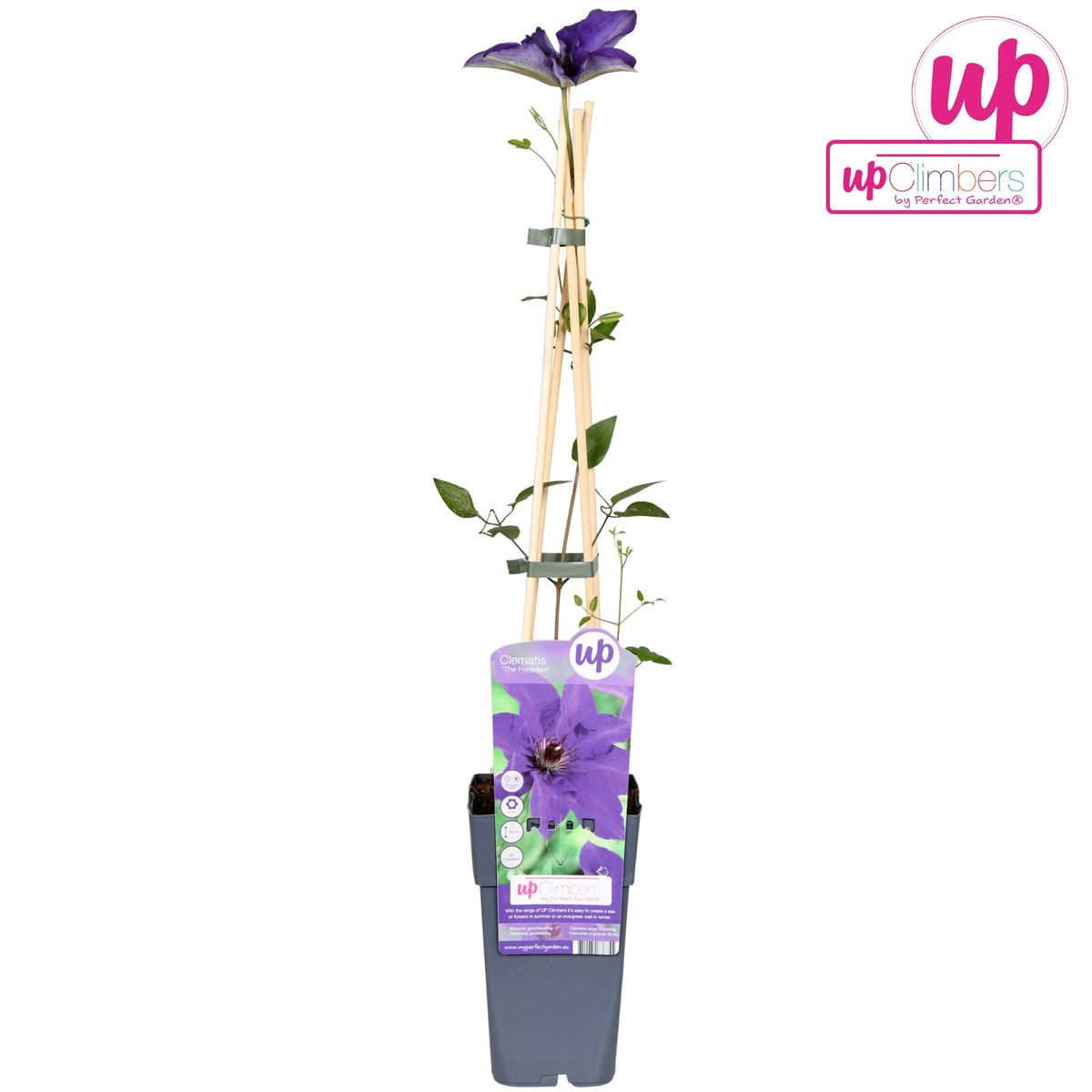Clematis The President - Clematis Lila - Pflanzfix24.de - Pflanzfix24.de